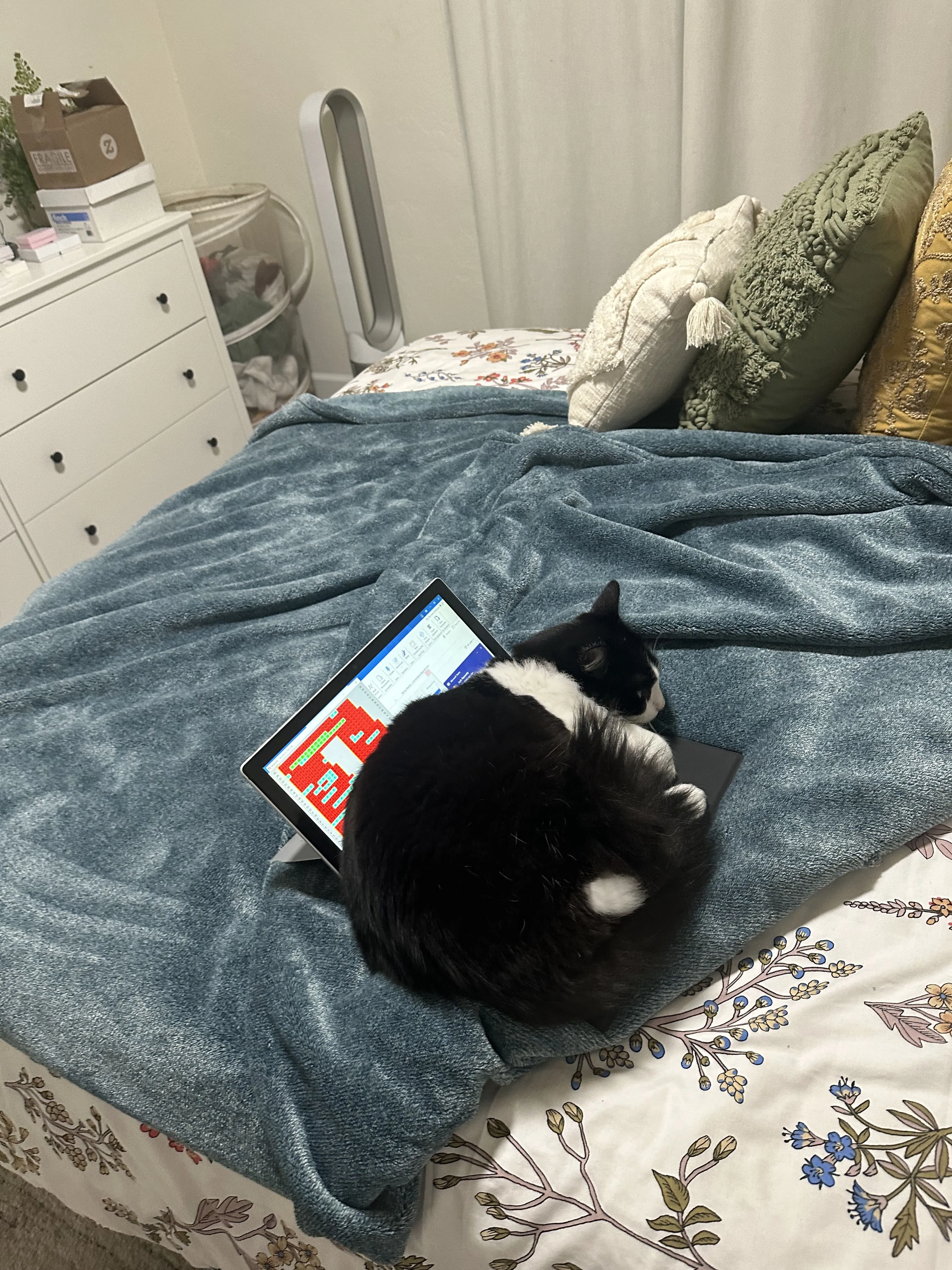 Lost pet-1