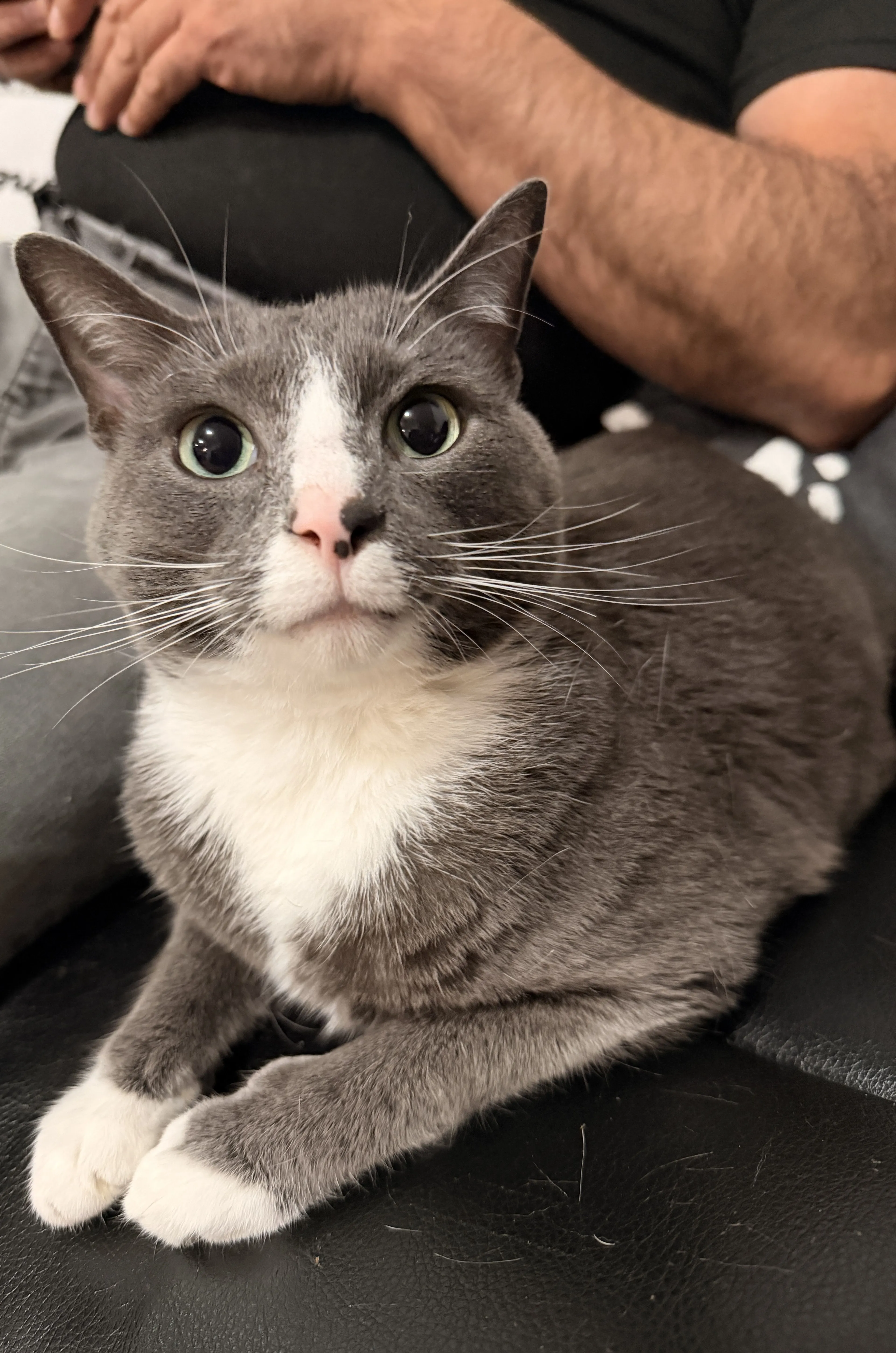 Lost pet