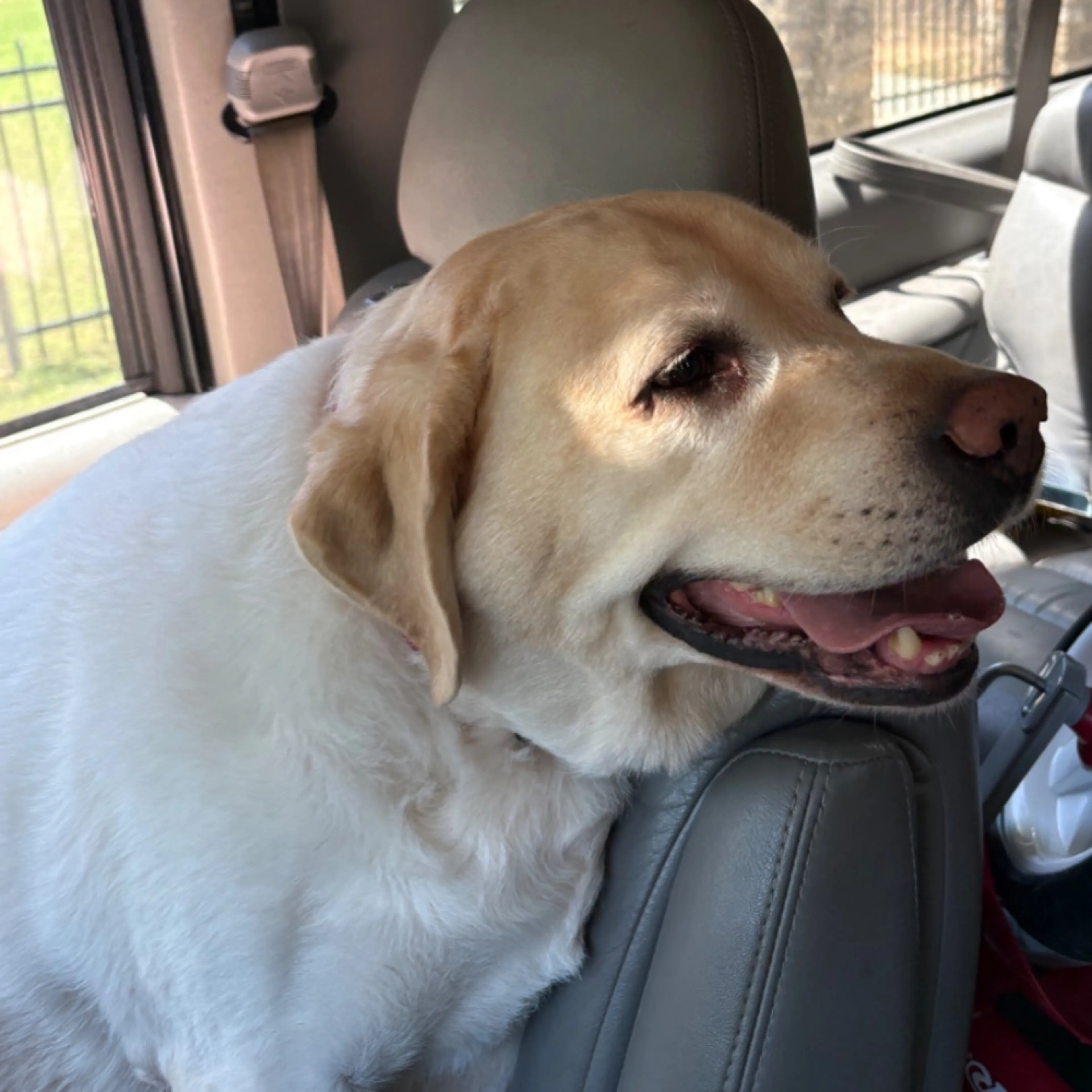 Found pet