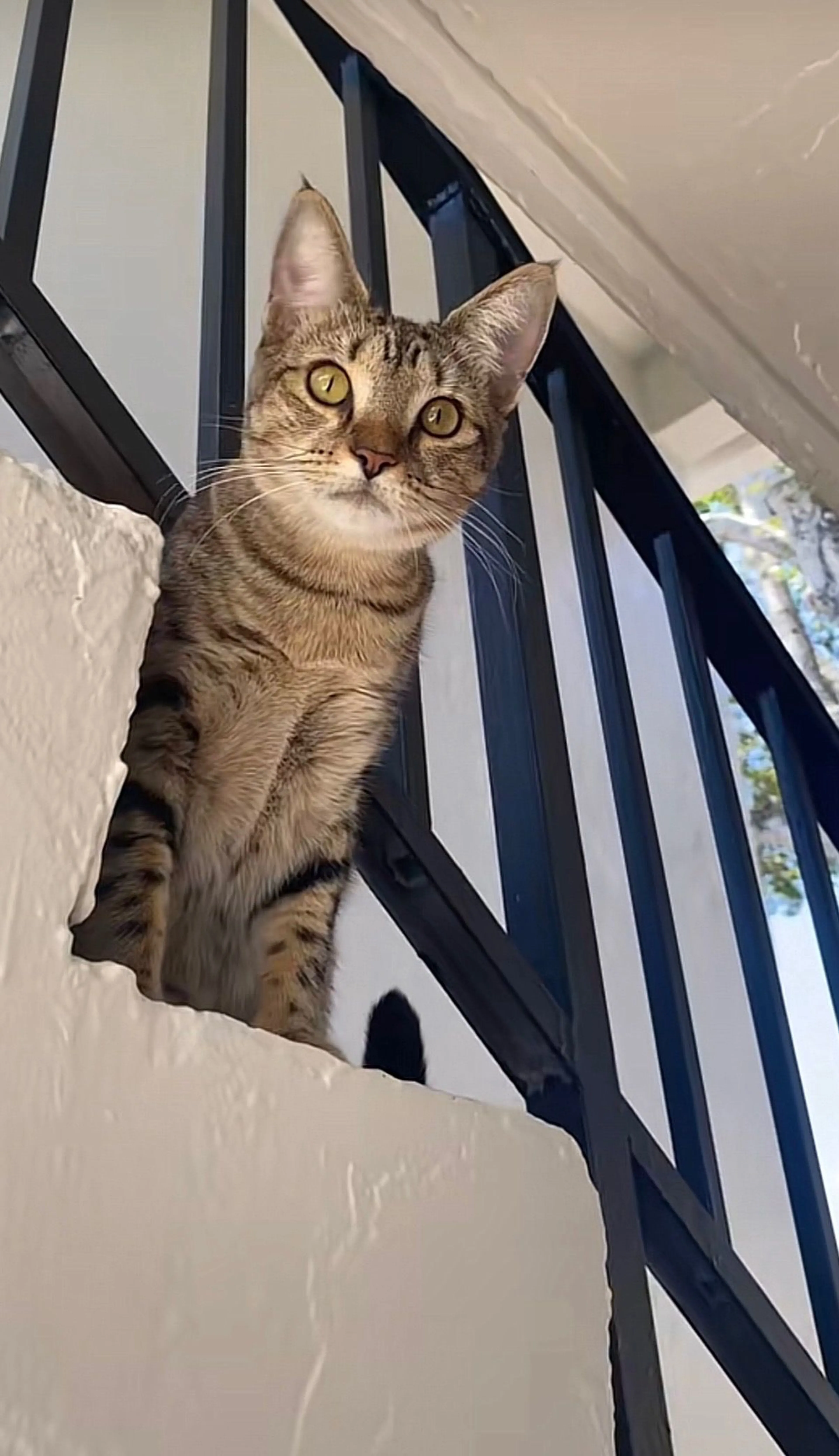 Lost pet