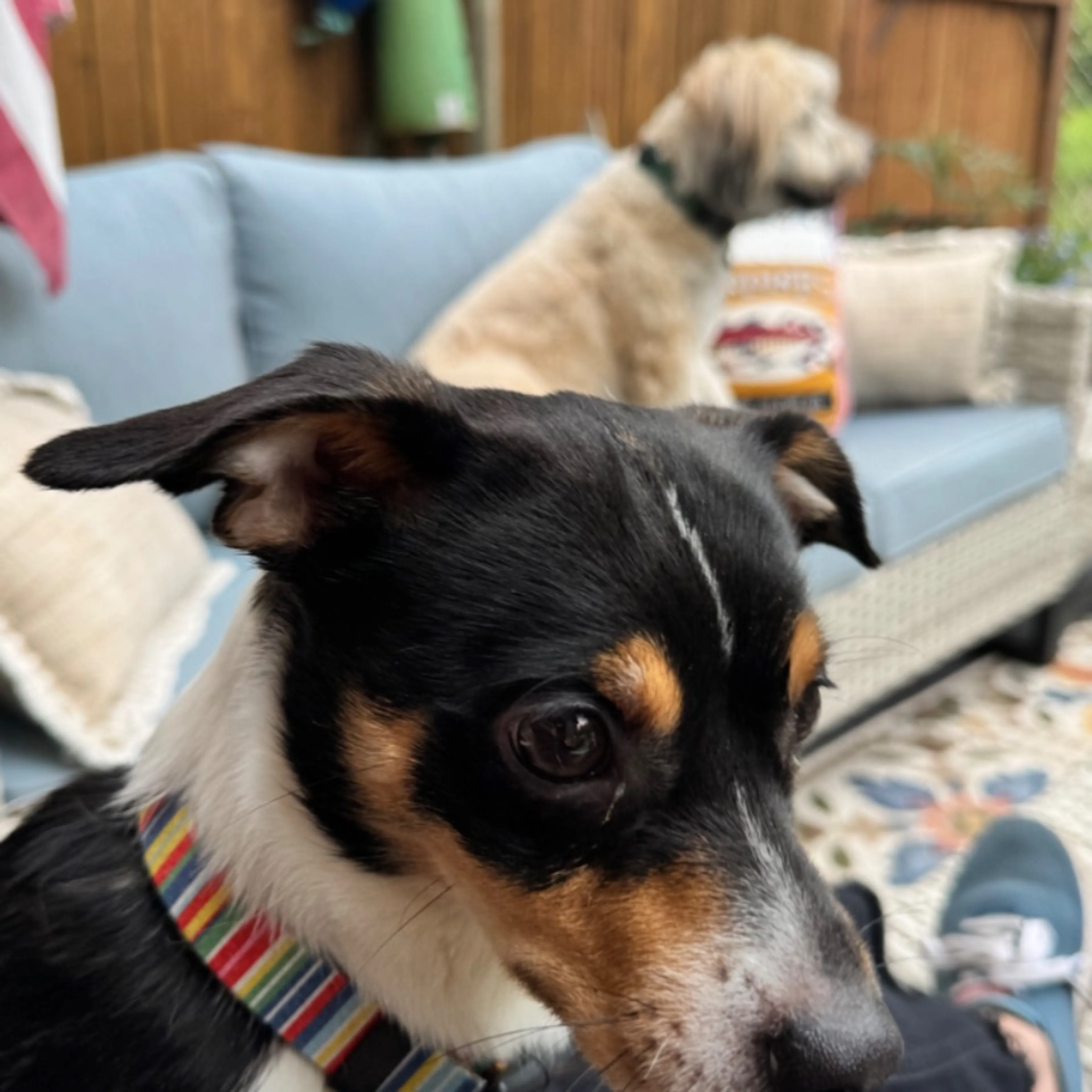 Found pet