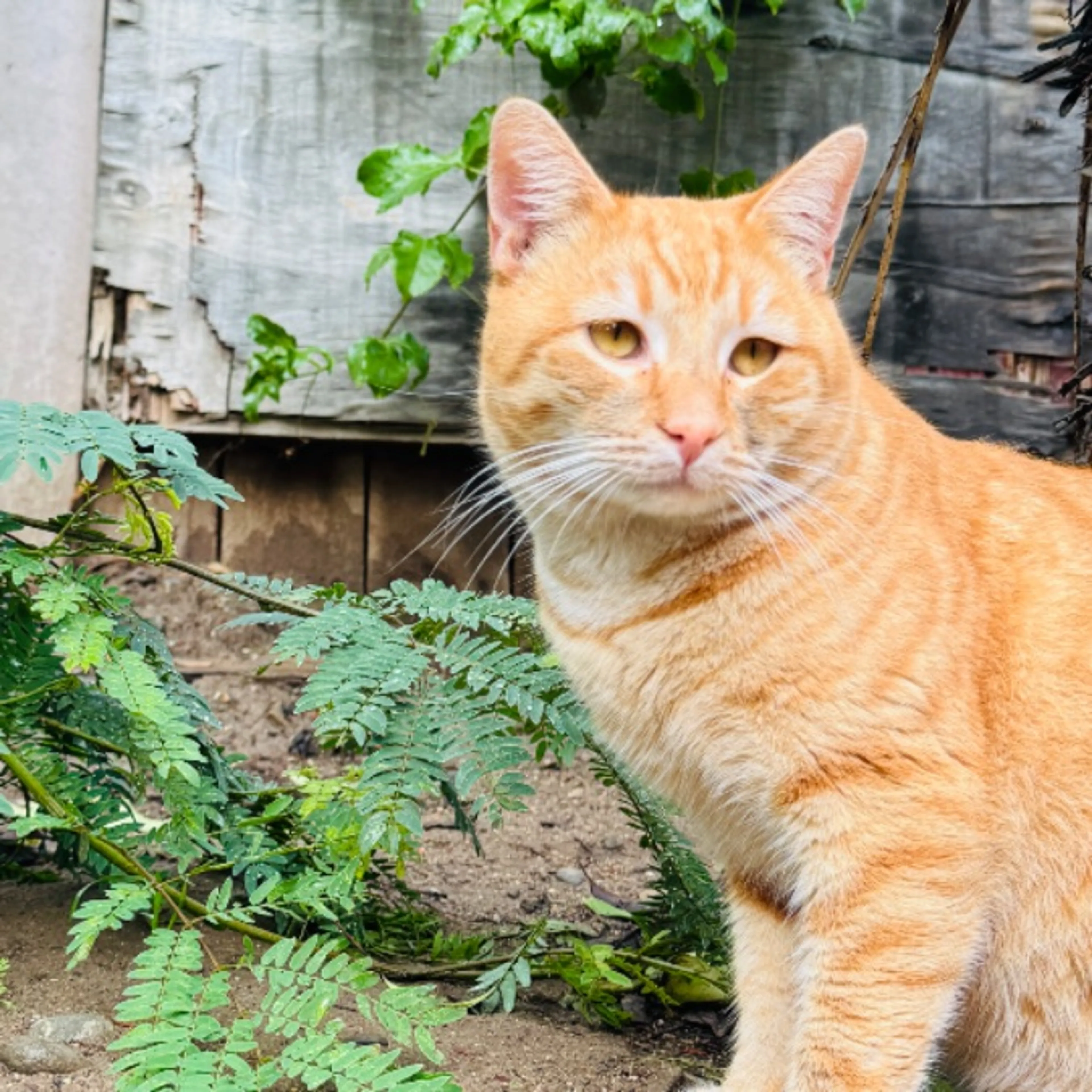 Lost pet