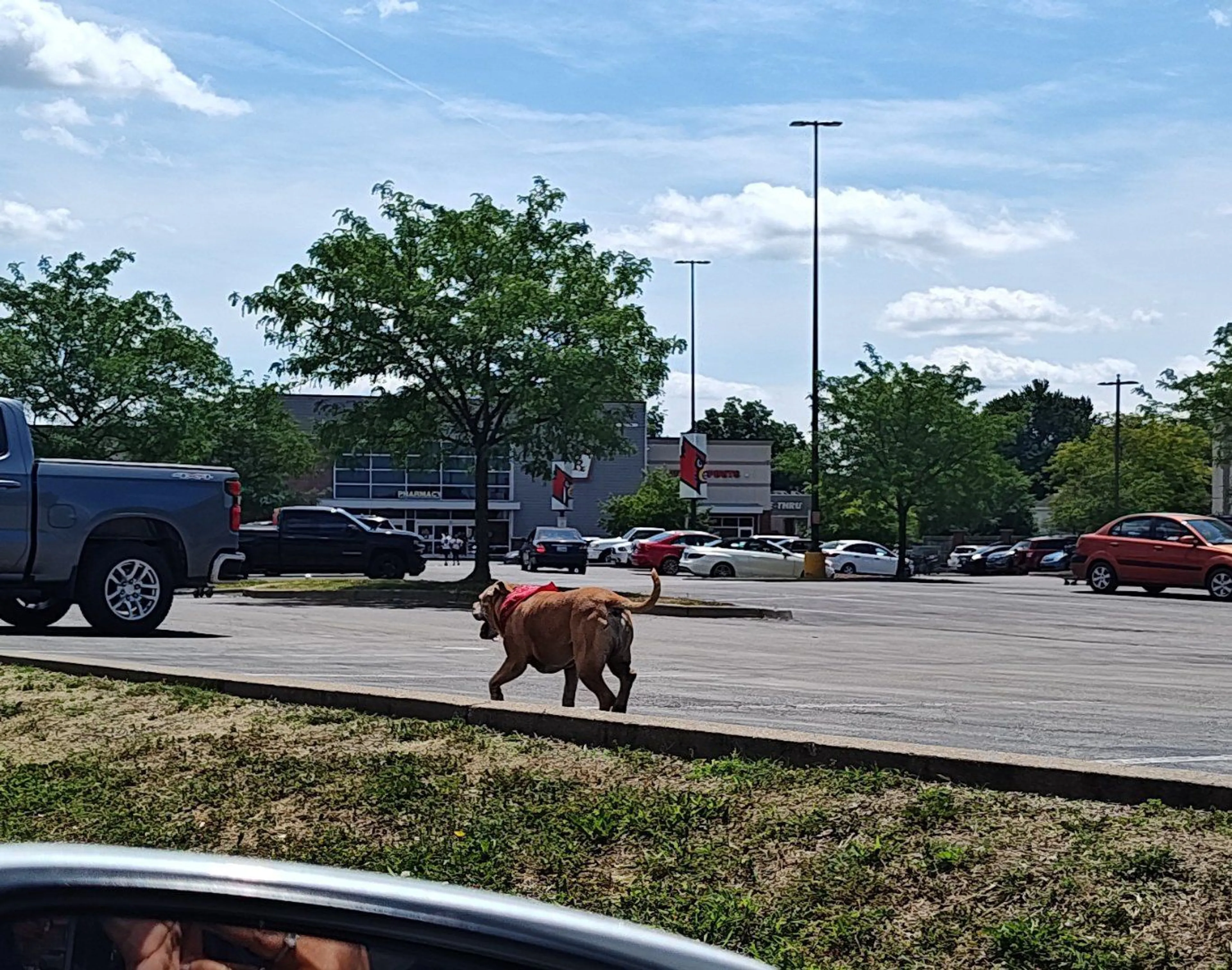 Lost pet