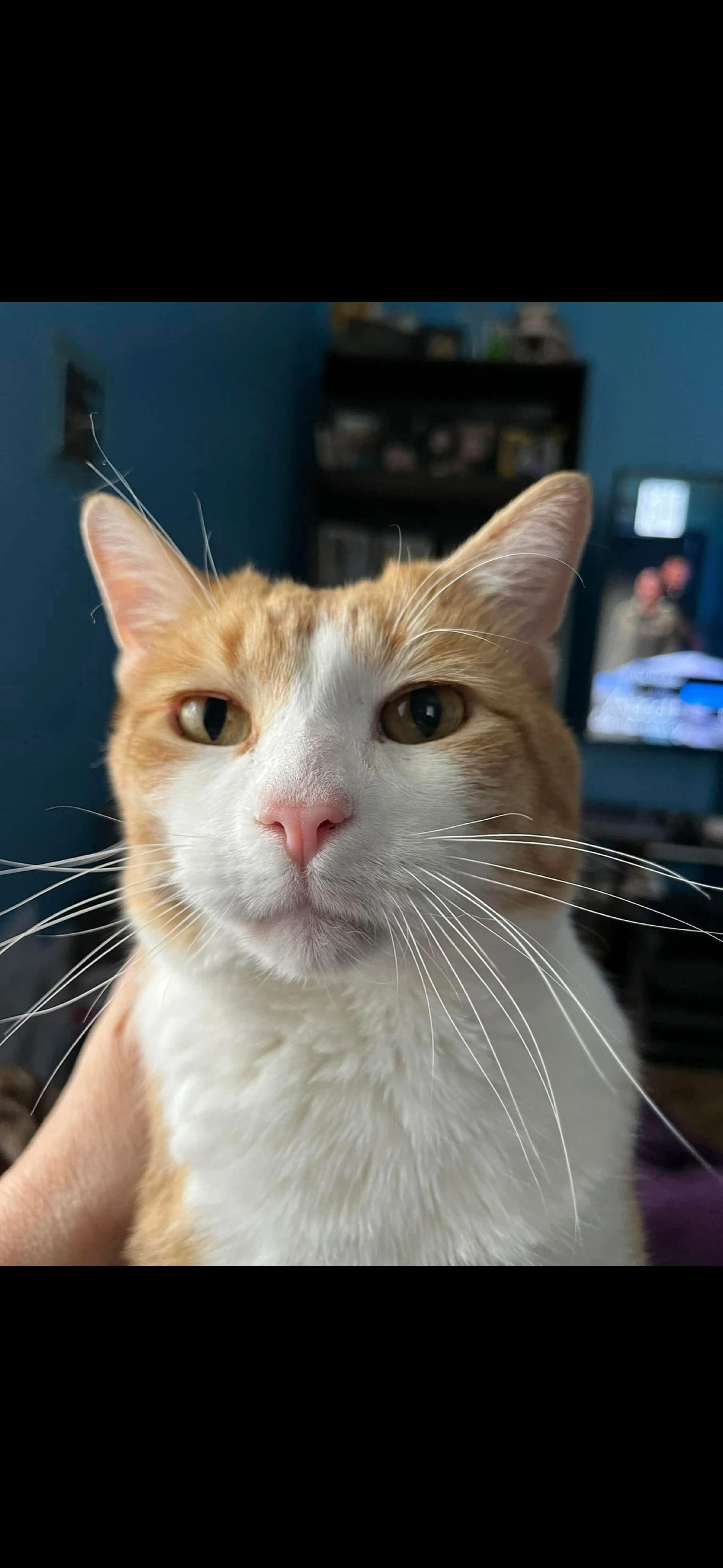 Lost pet-0