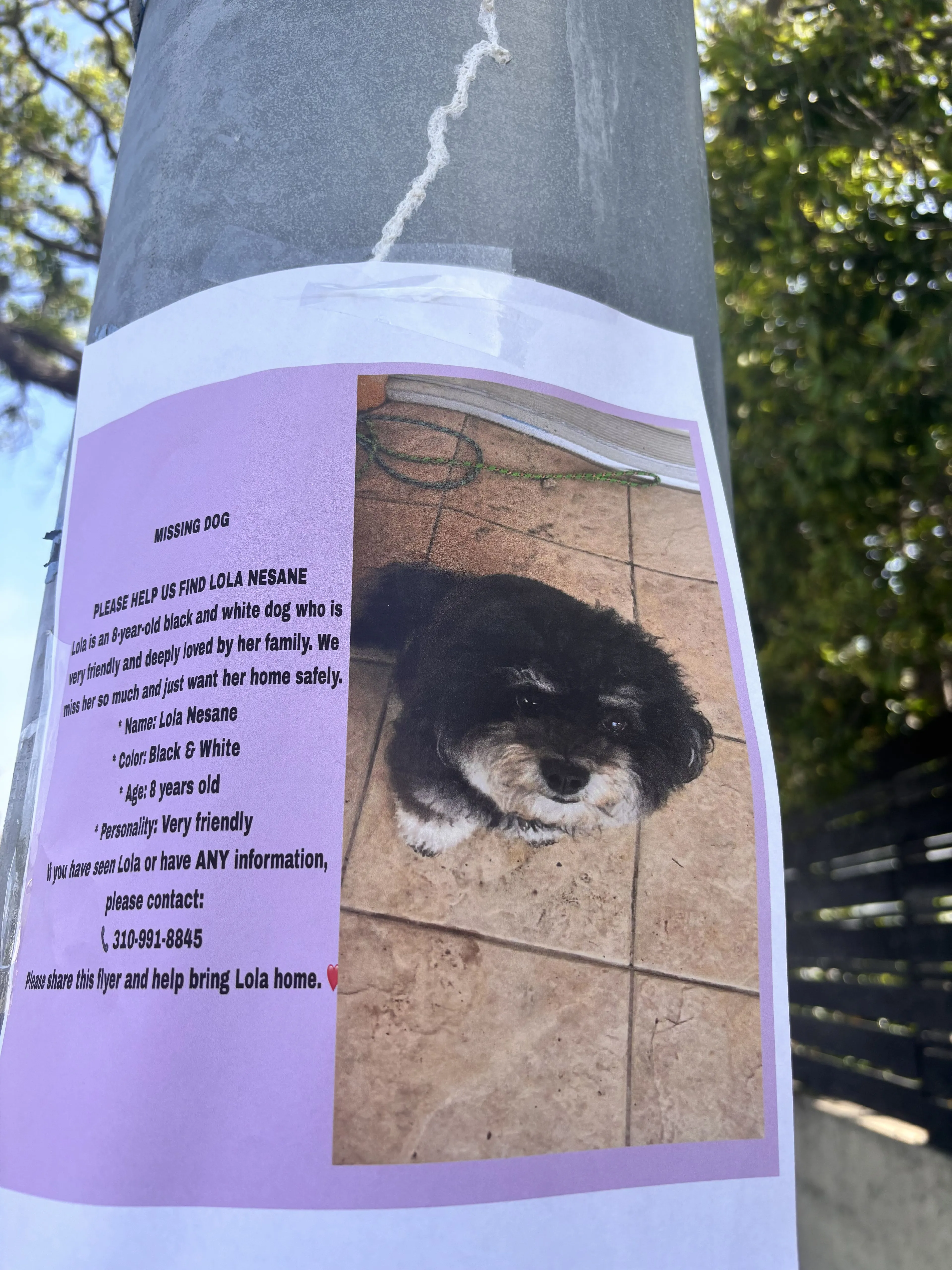Lost pet