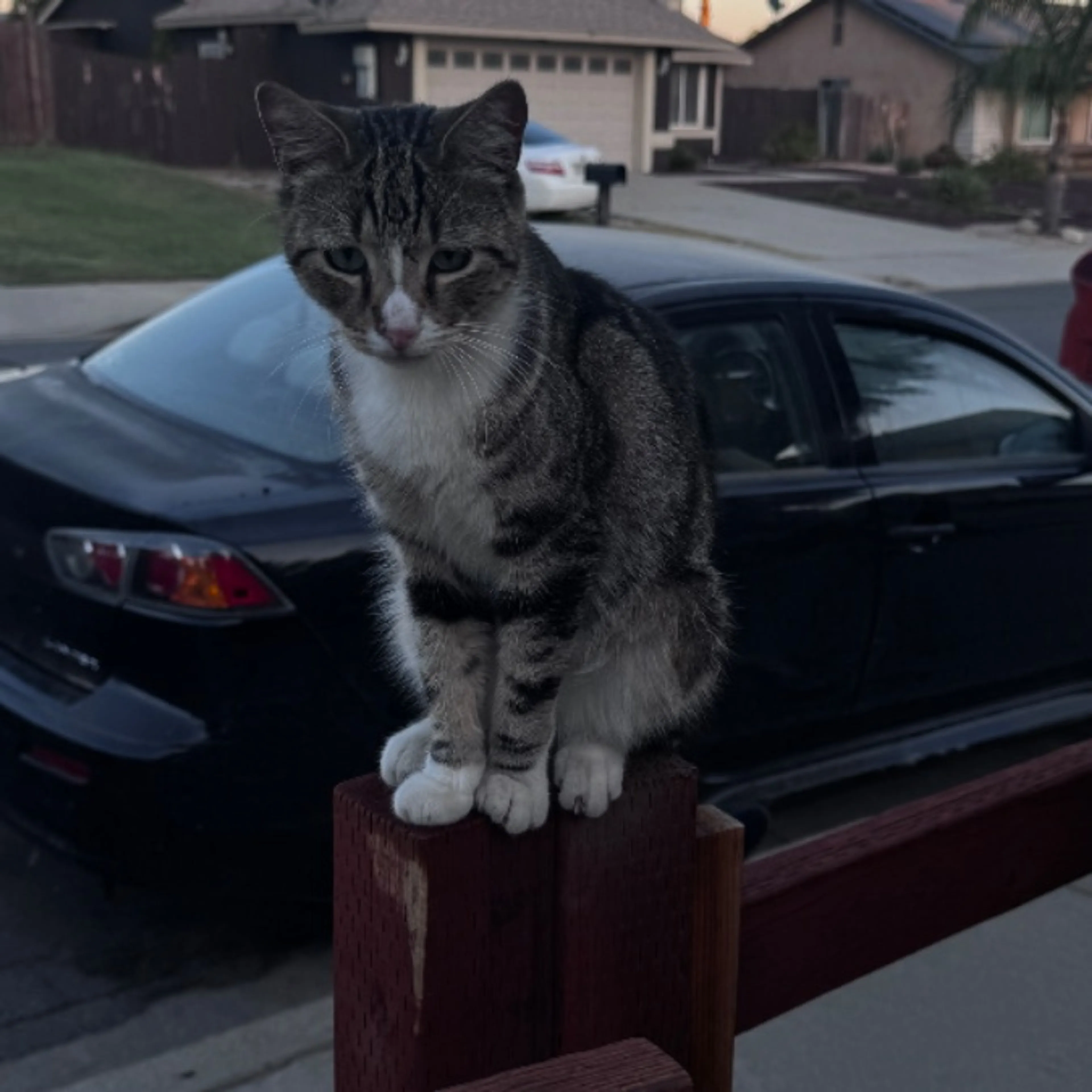 Lost pet