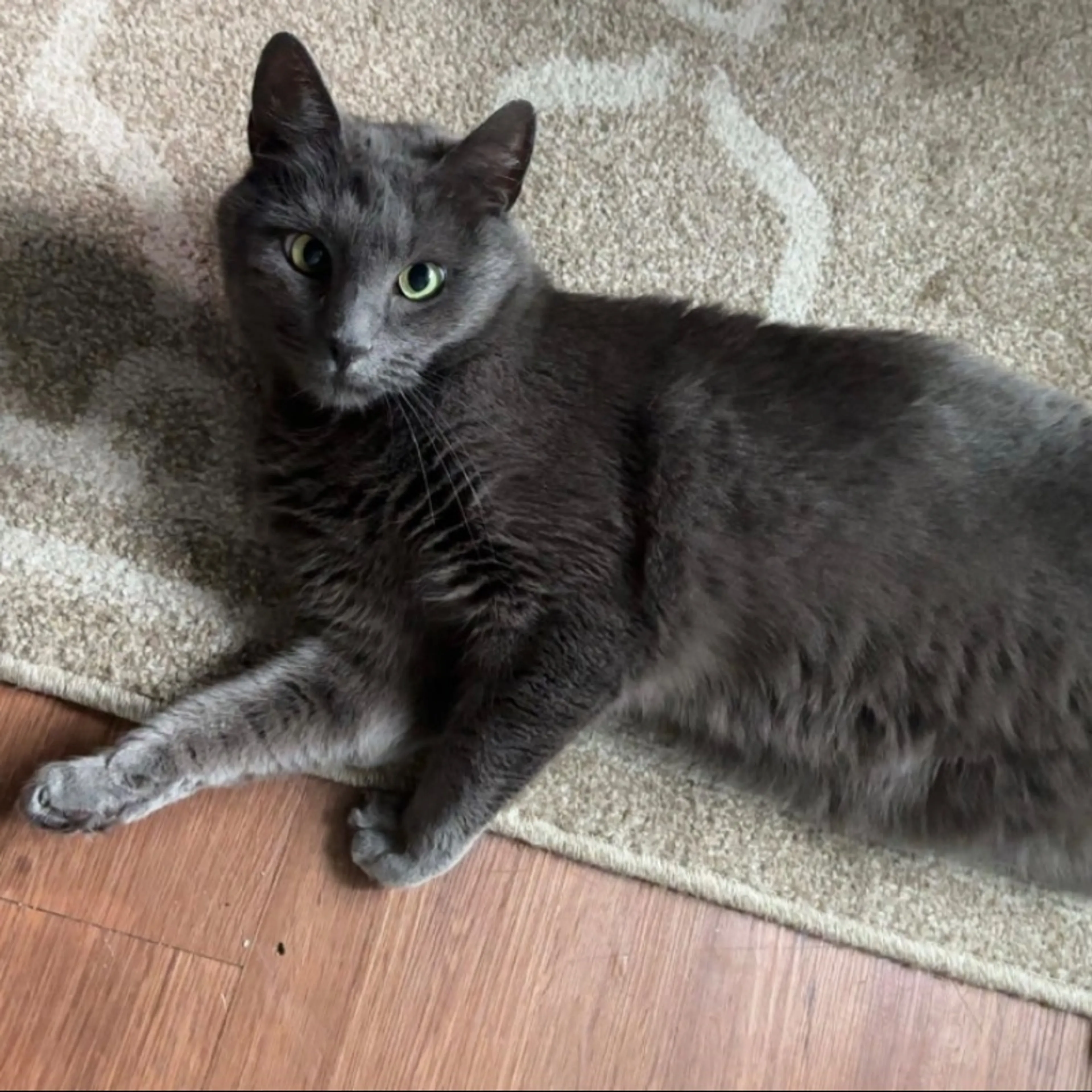 Lost pet-0