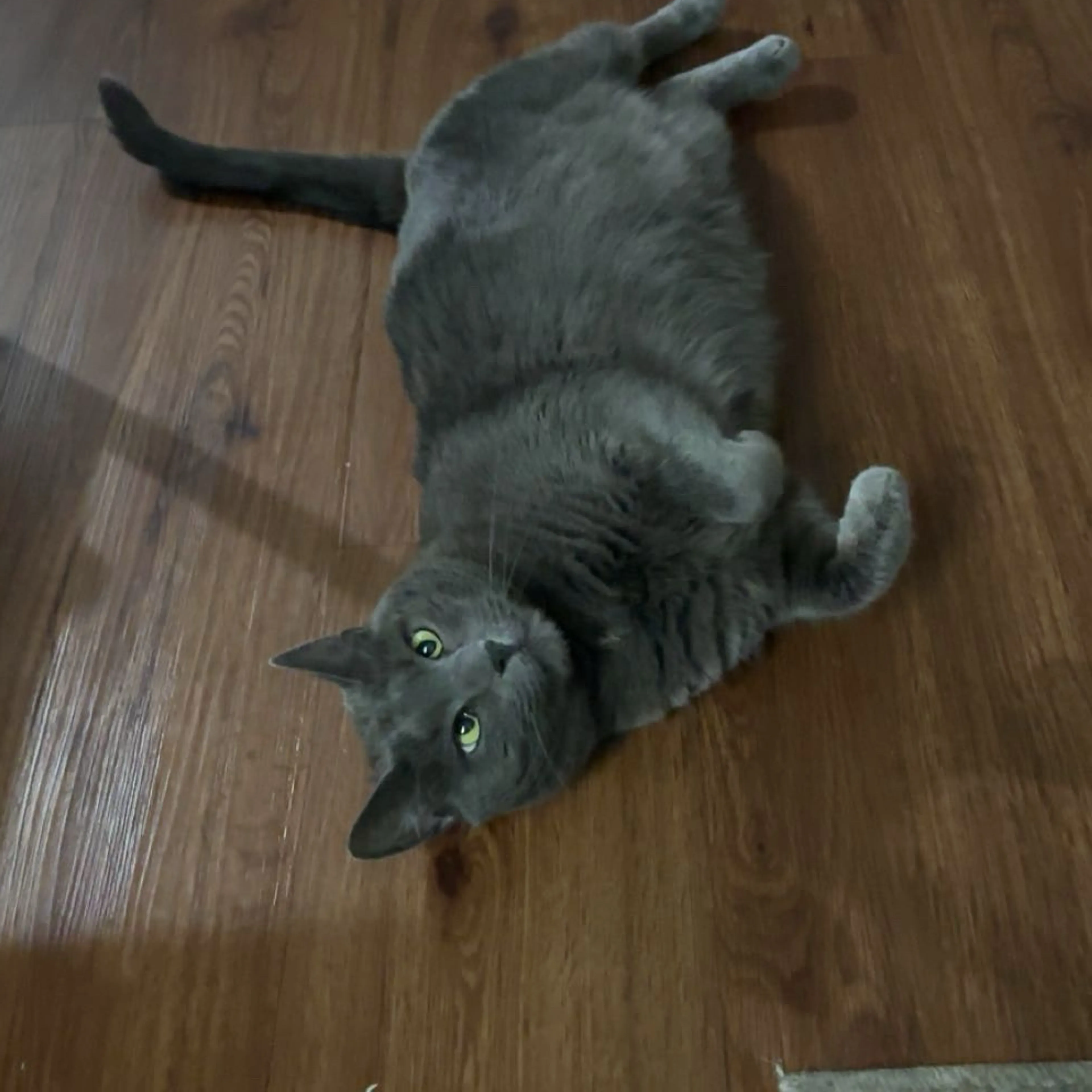 Lost pet-3