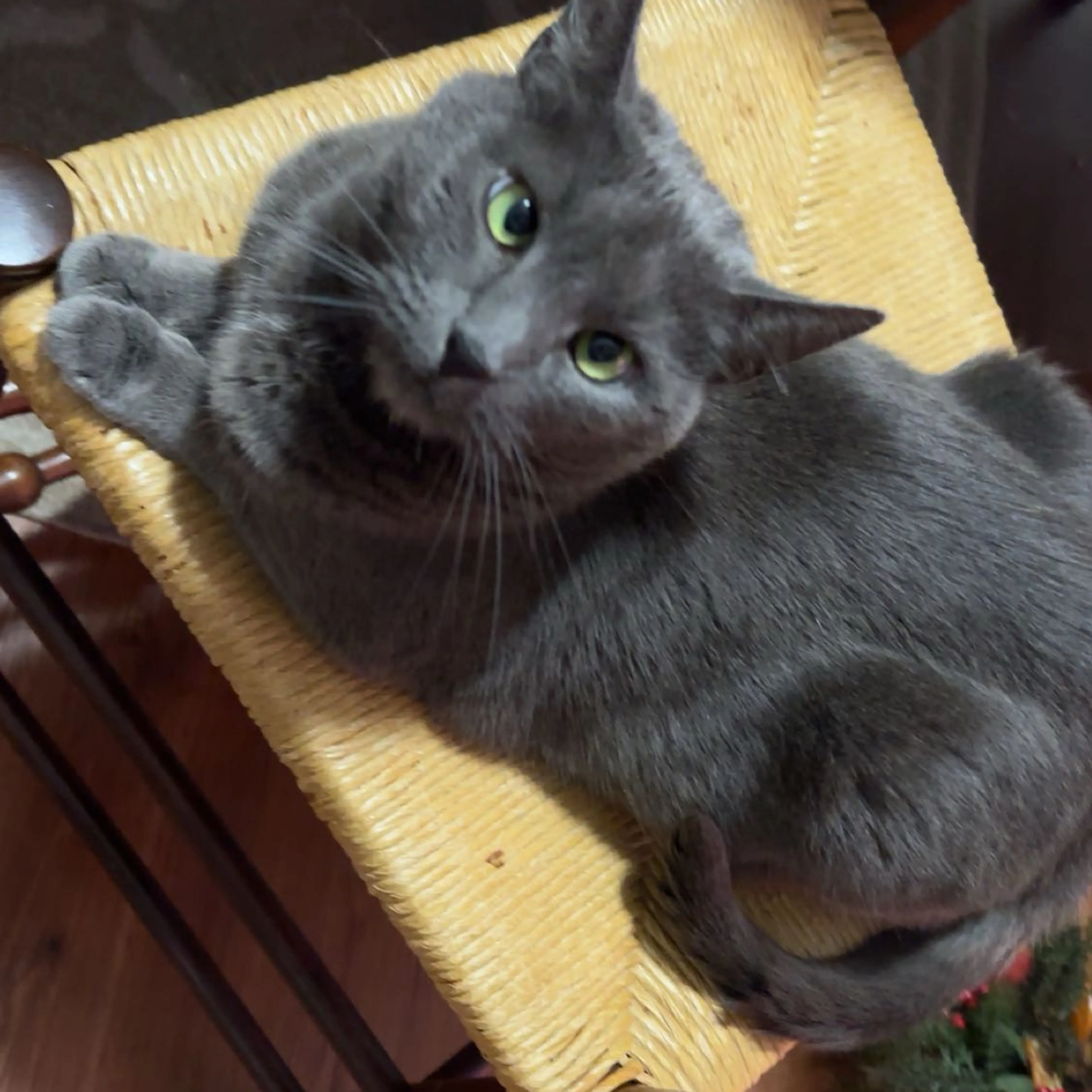 Lost pet-2