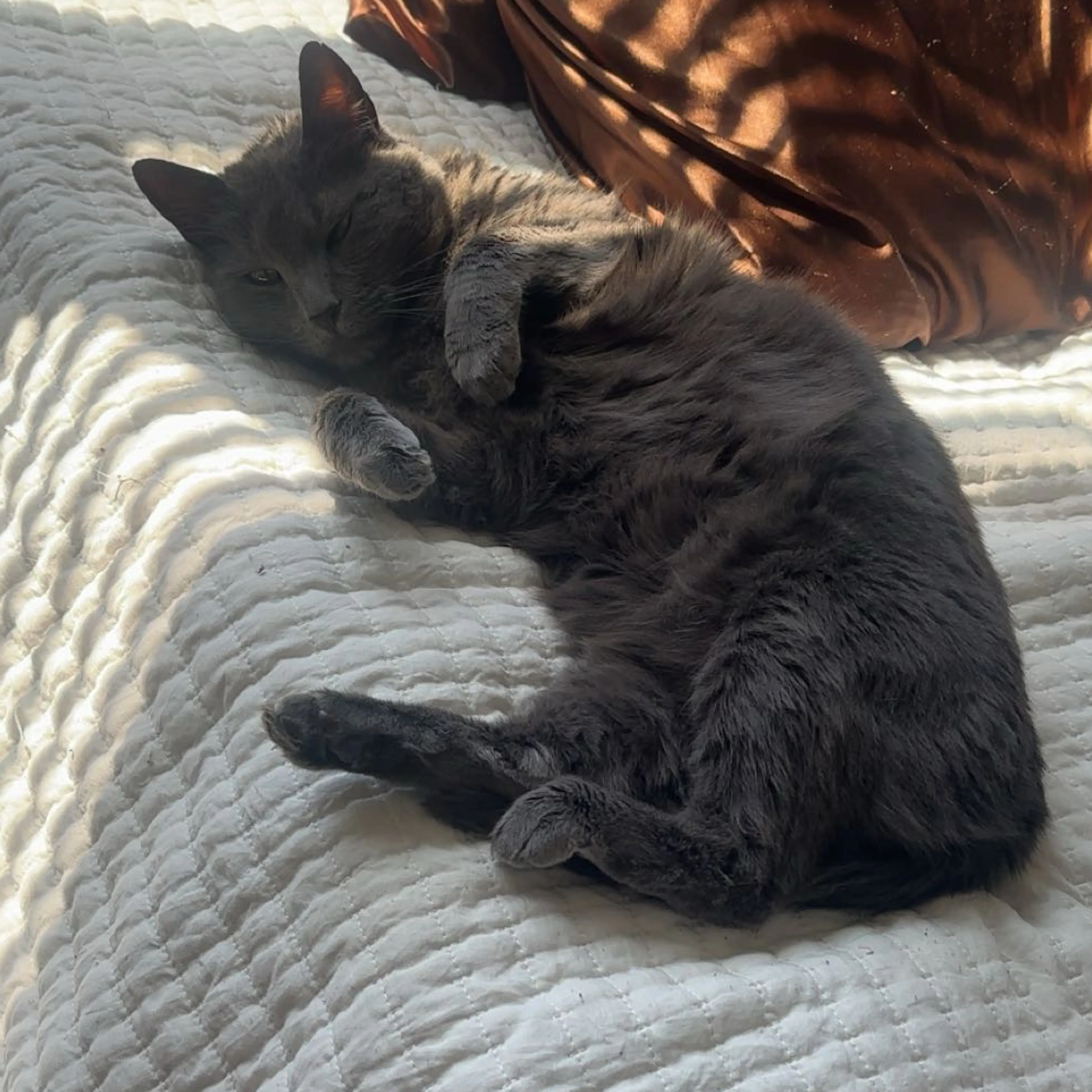 Lost pet-1