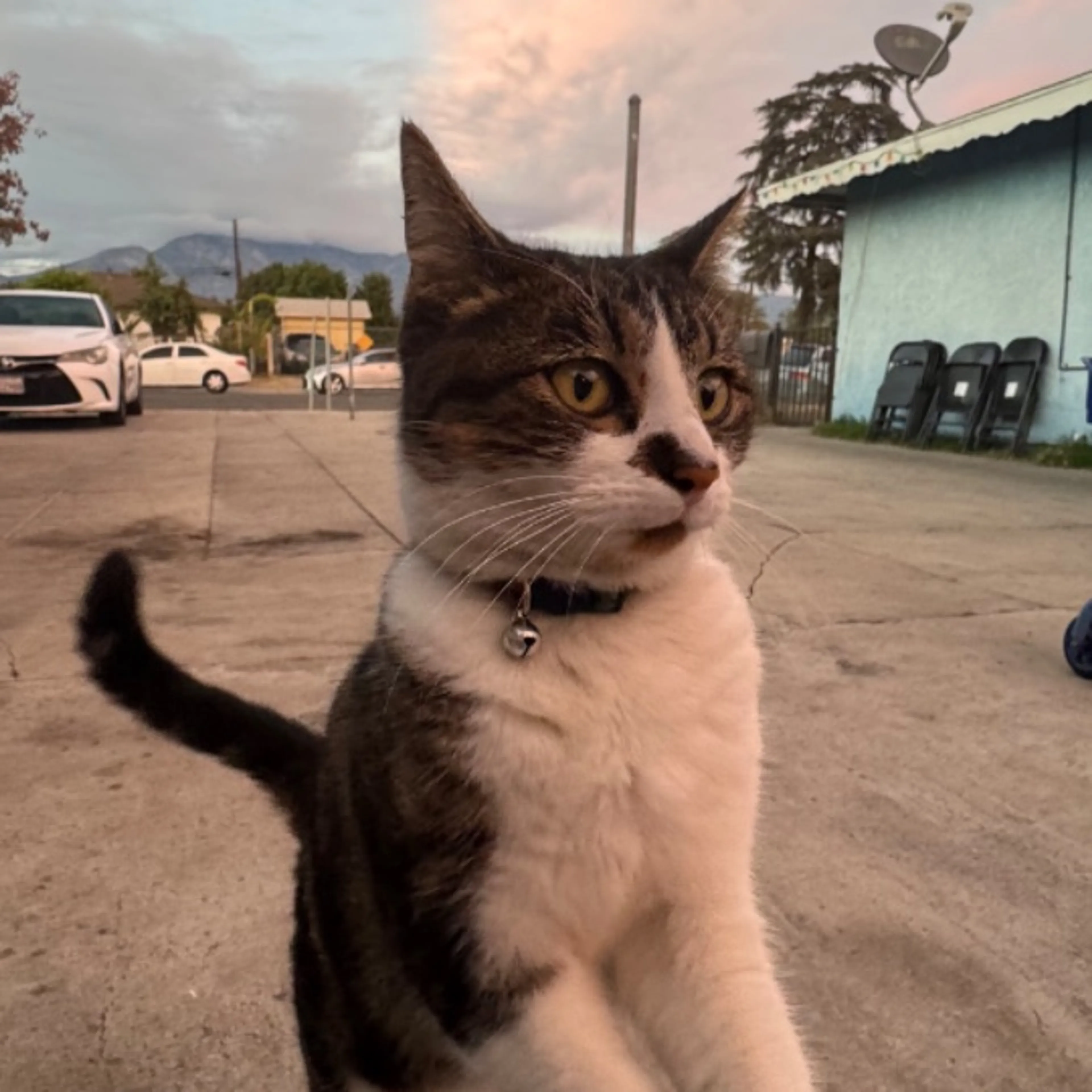 Lost pet