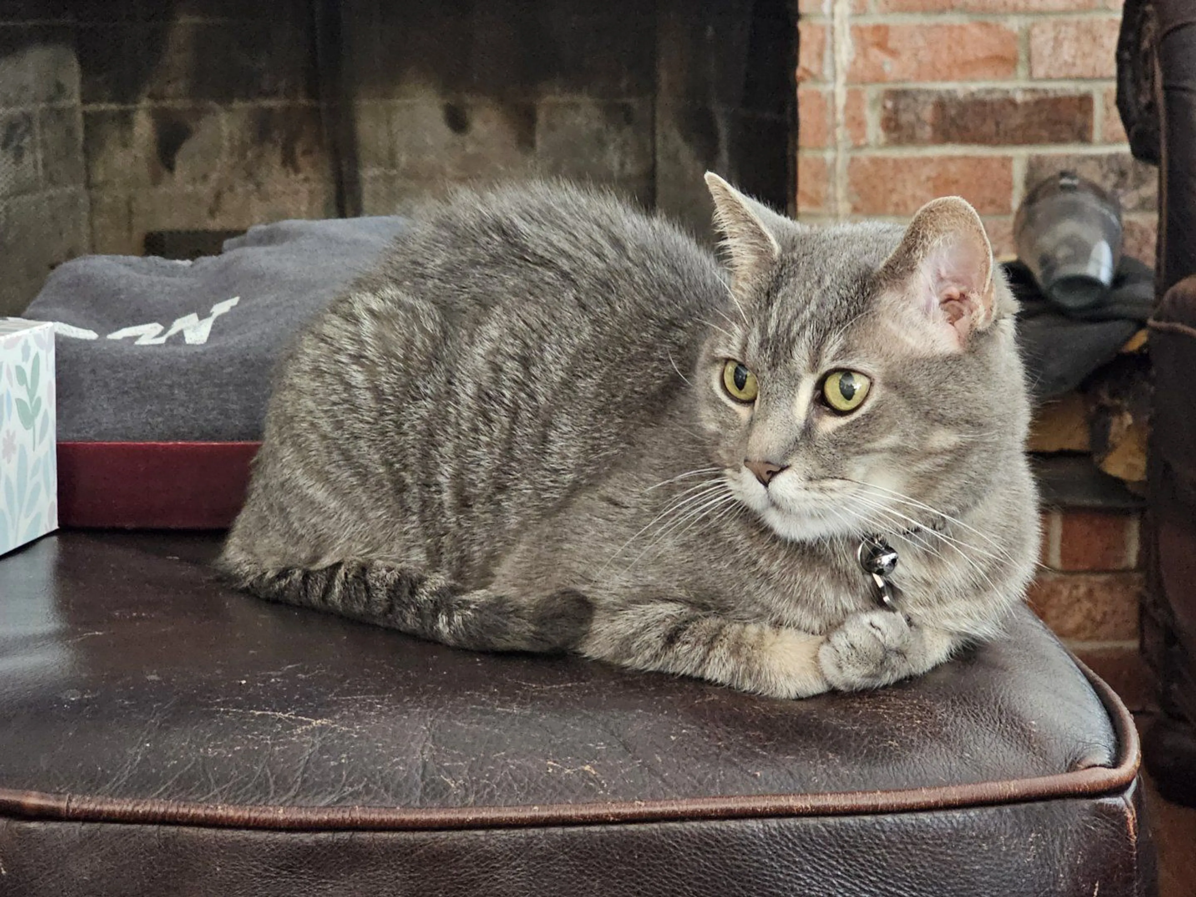 Lost pet