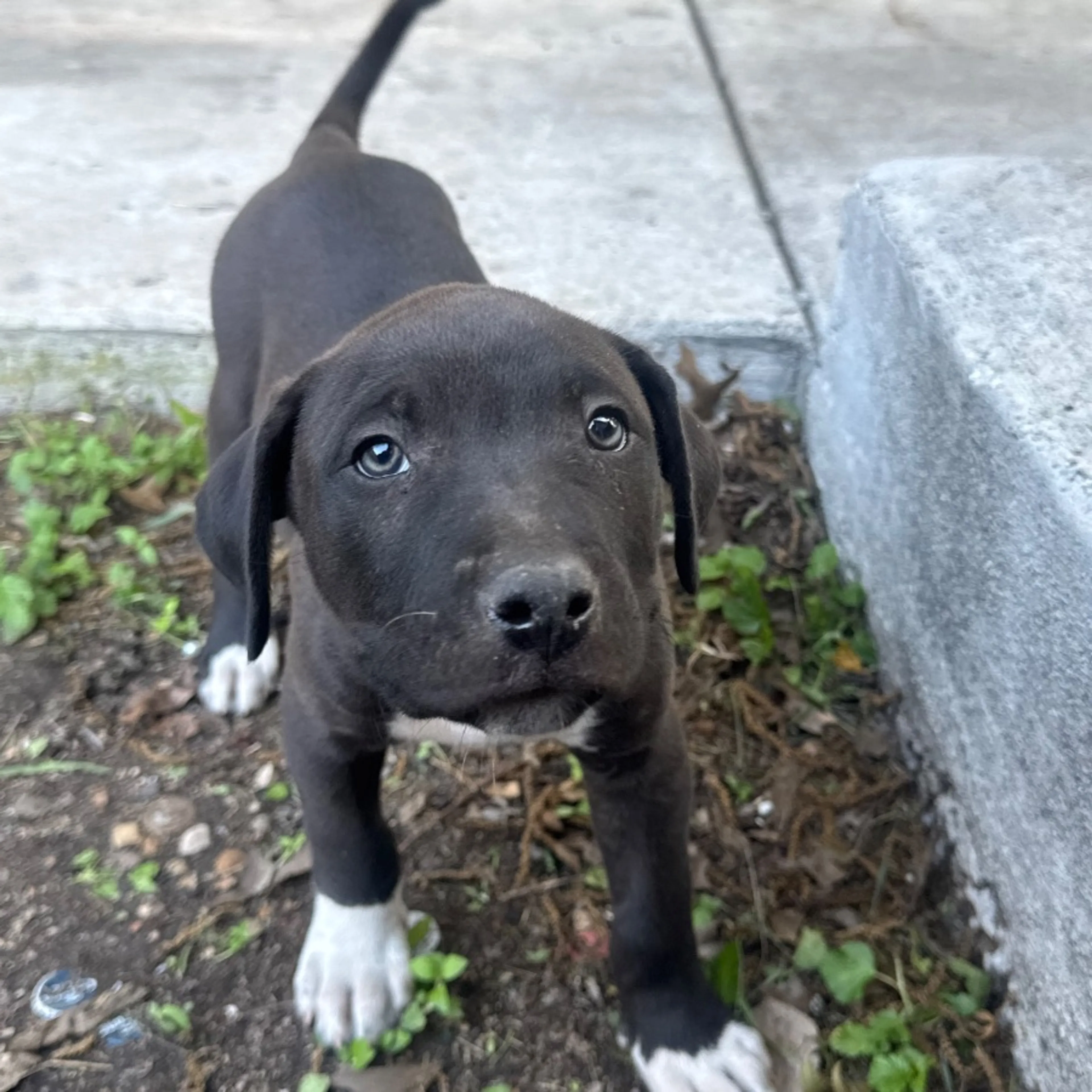cdn image