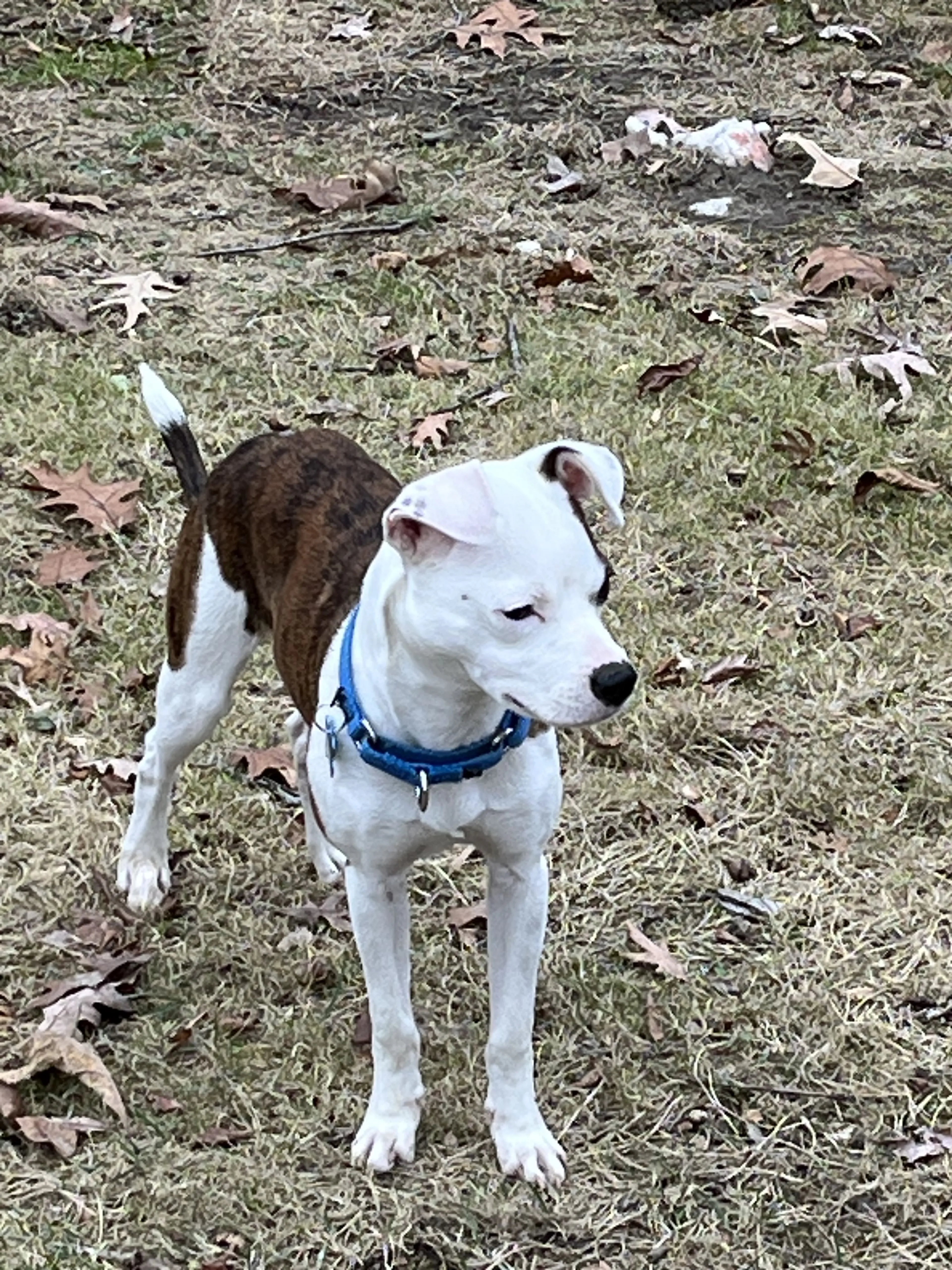 Lost pet