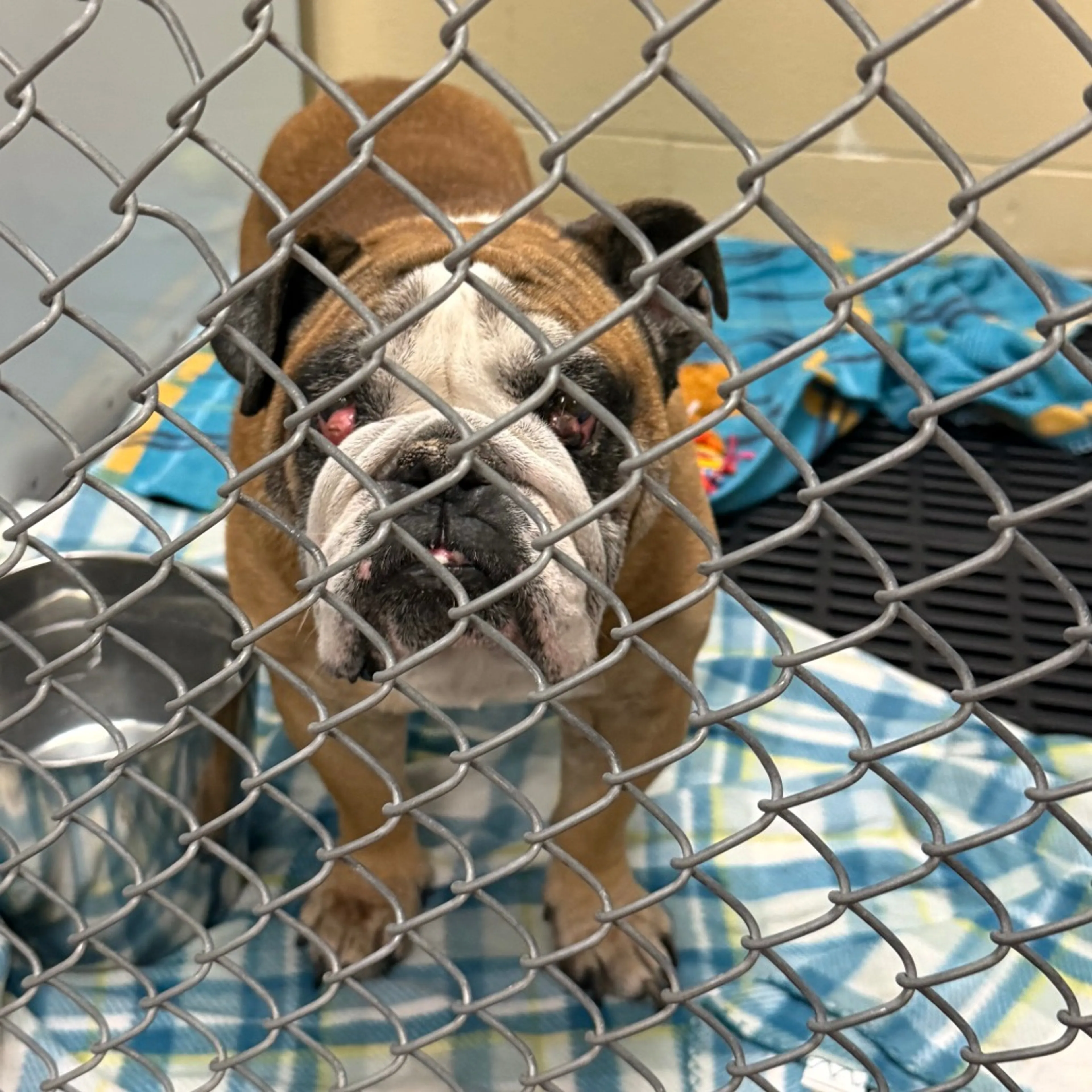 Found pet-1