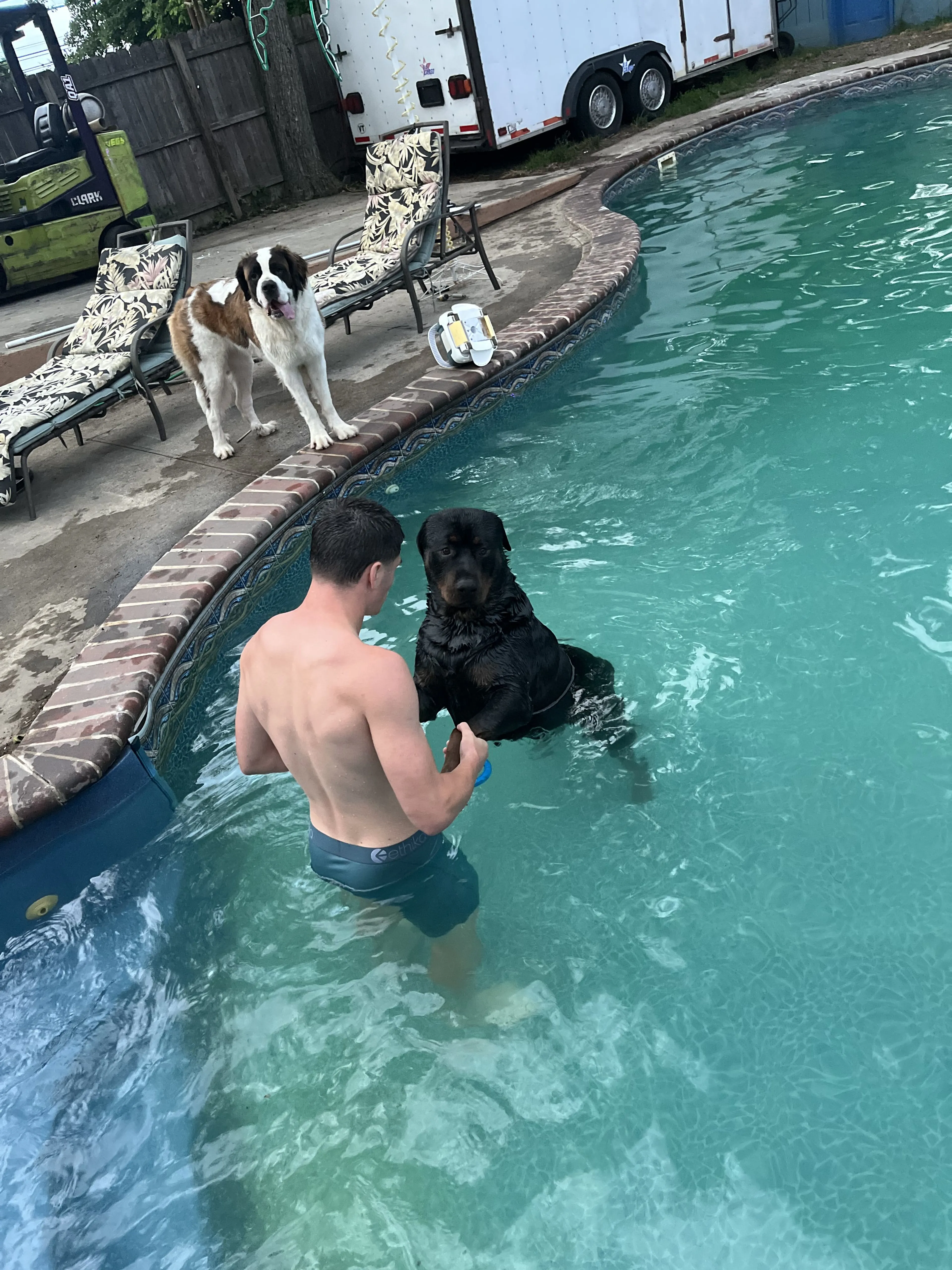 Lost pet-1