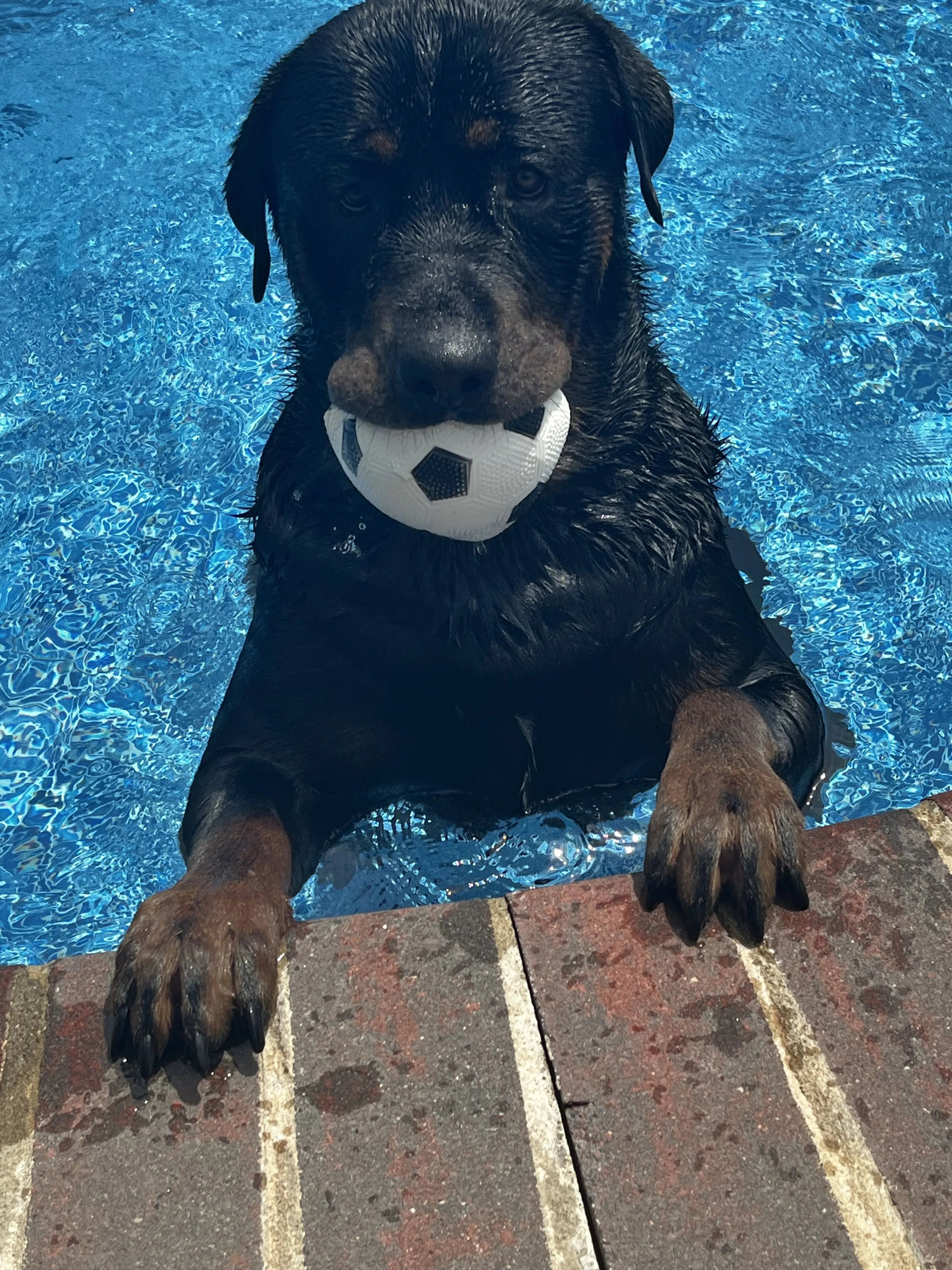 Lost pet-0