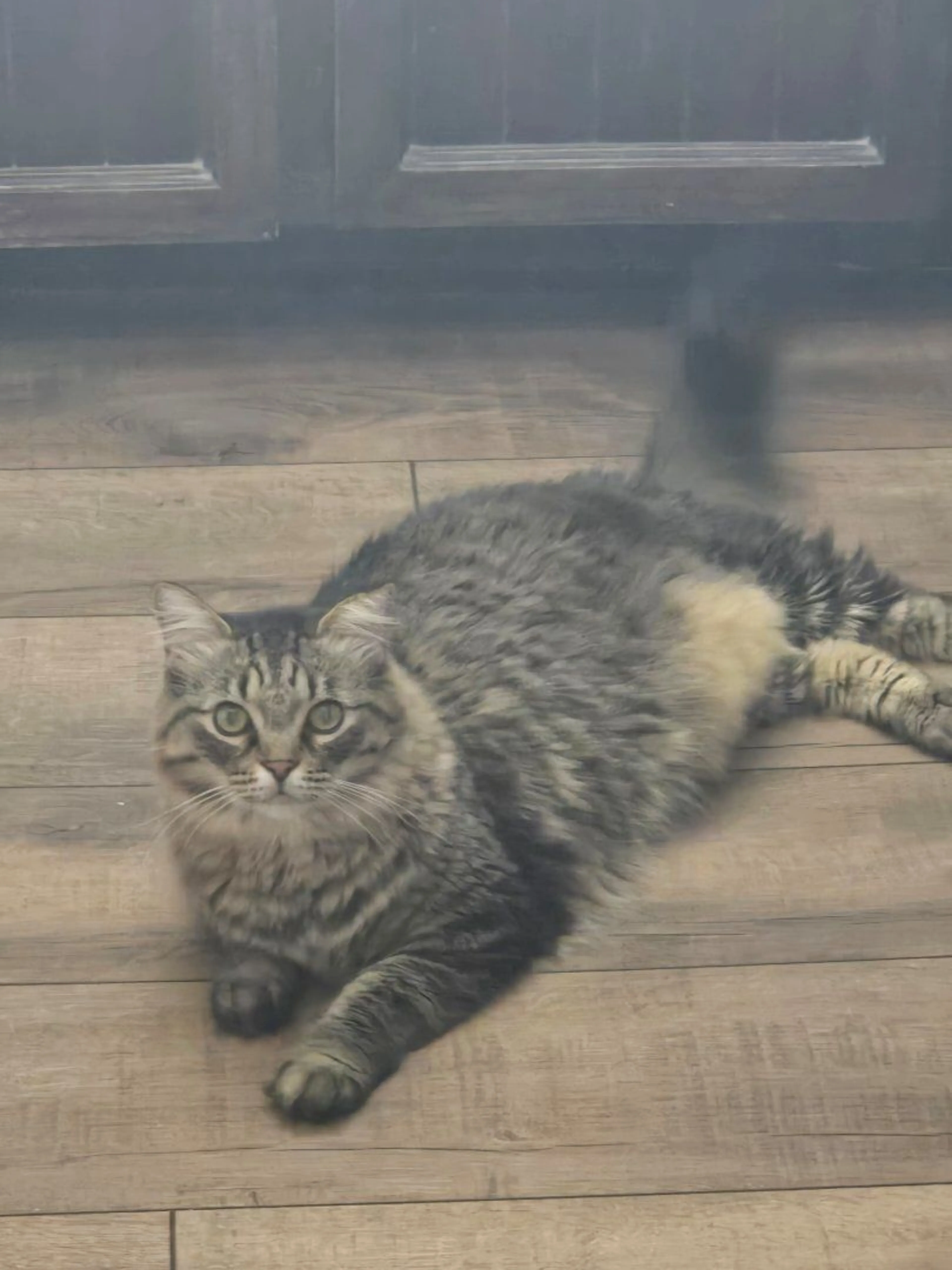 Lost pet