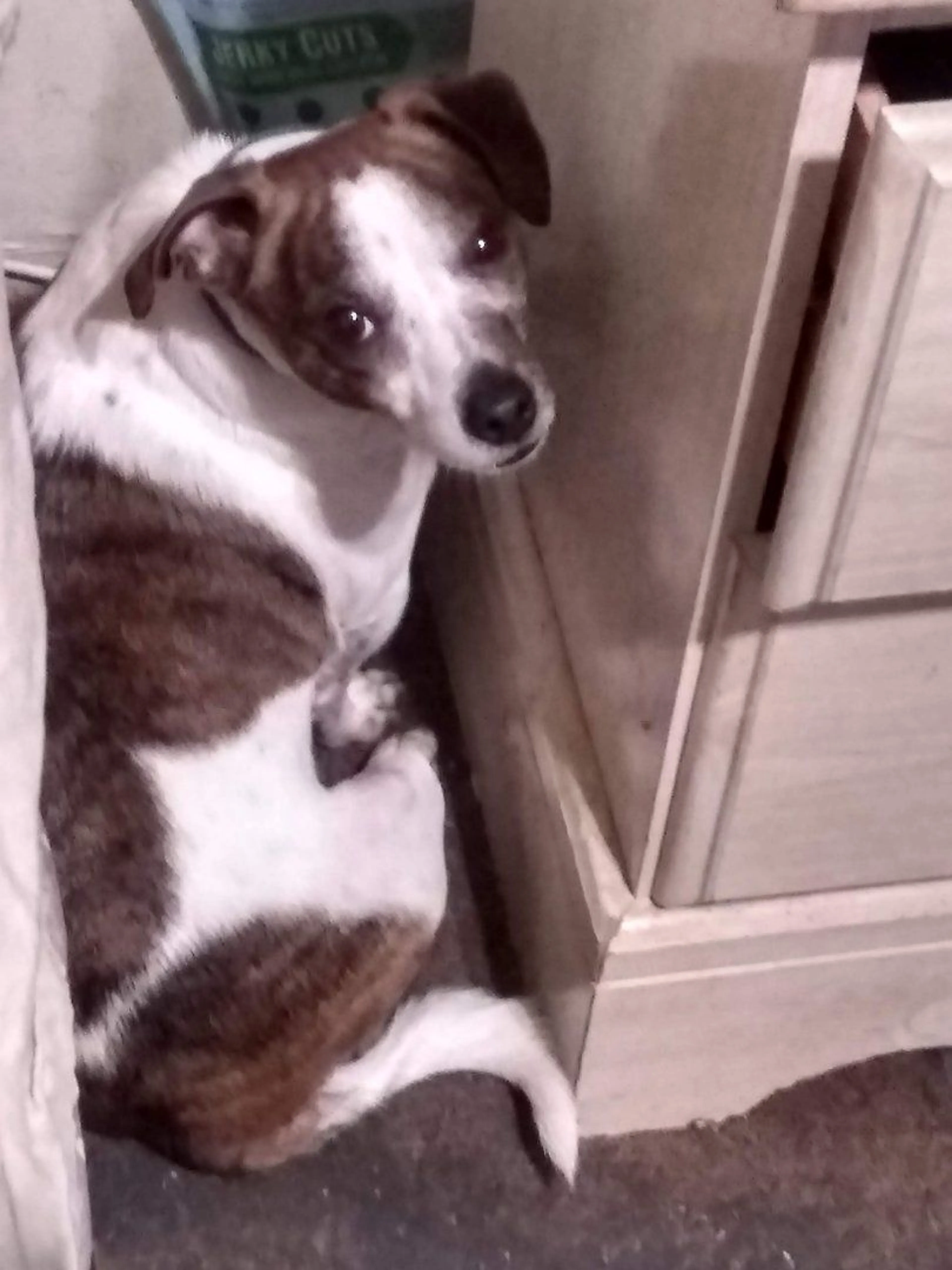 Lost pet-4