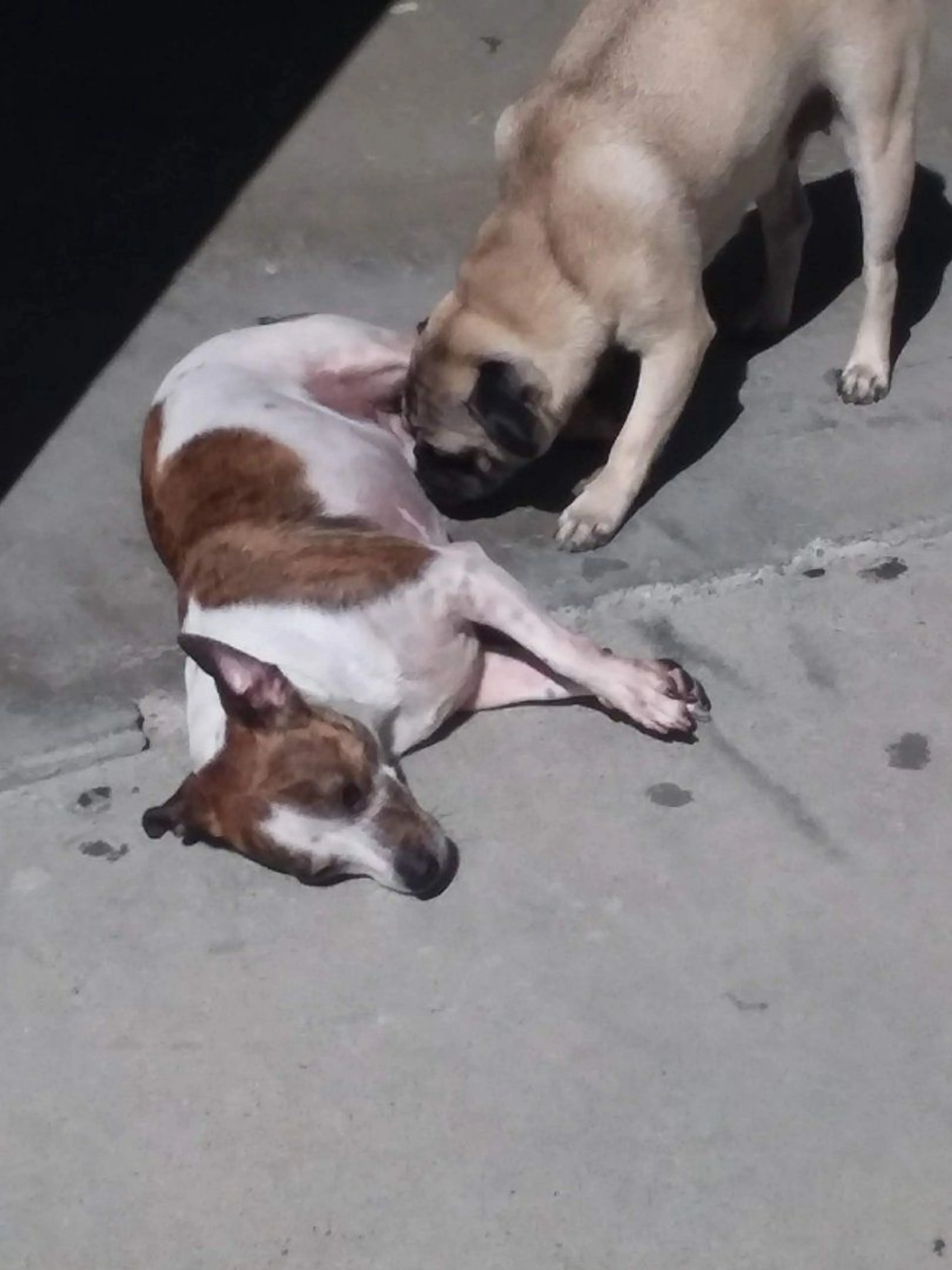 Lost pet-3