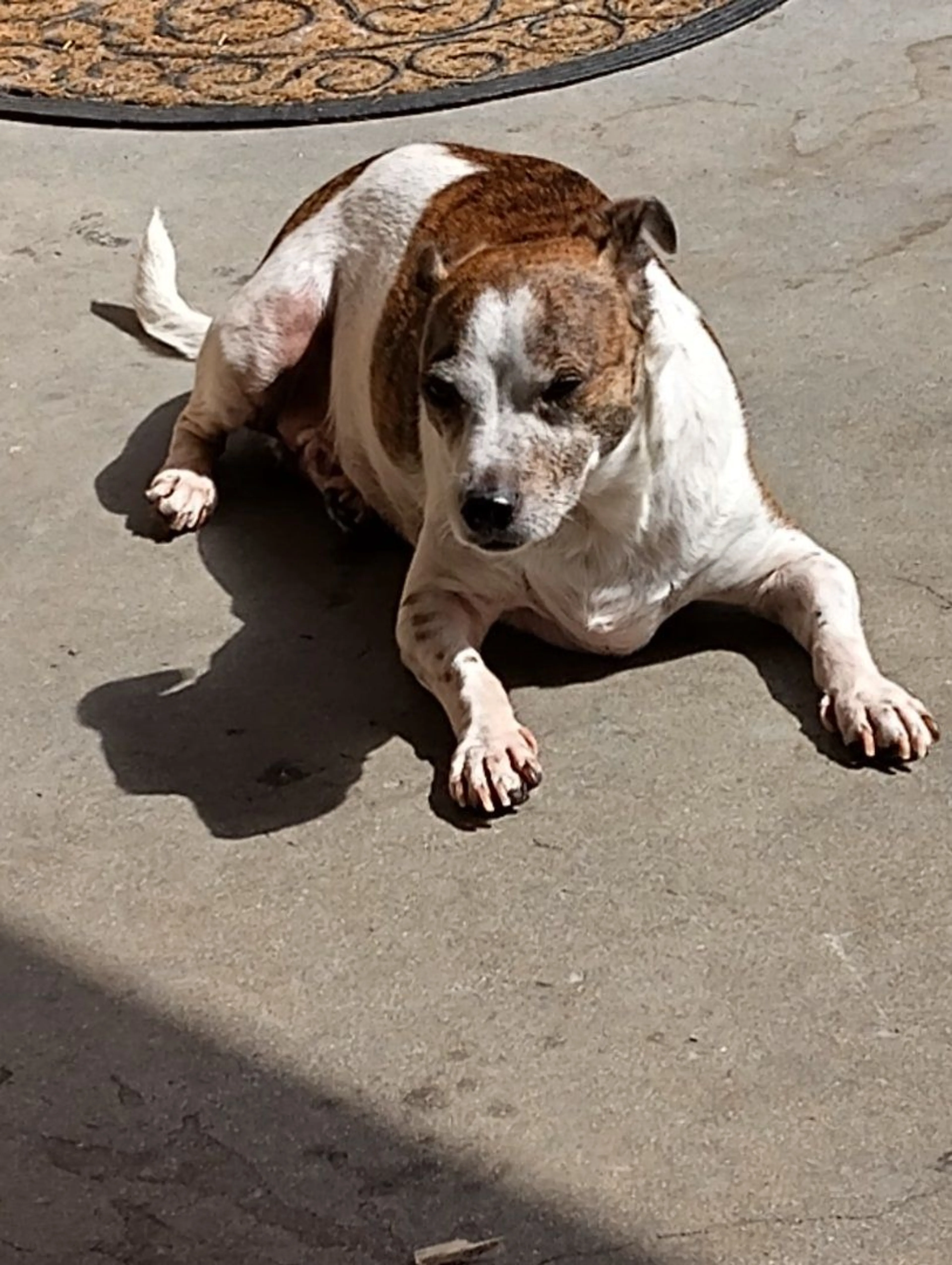 Lost pet-2