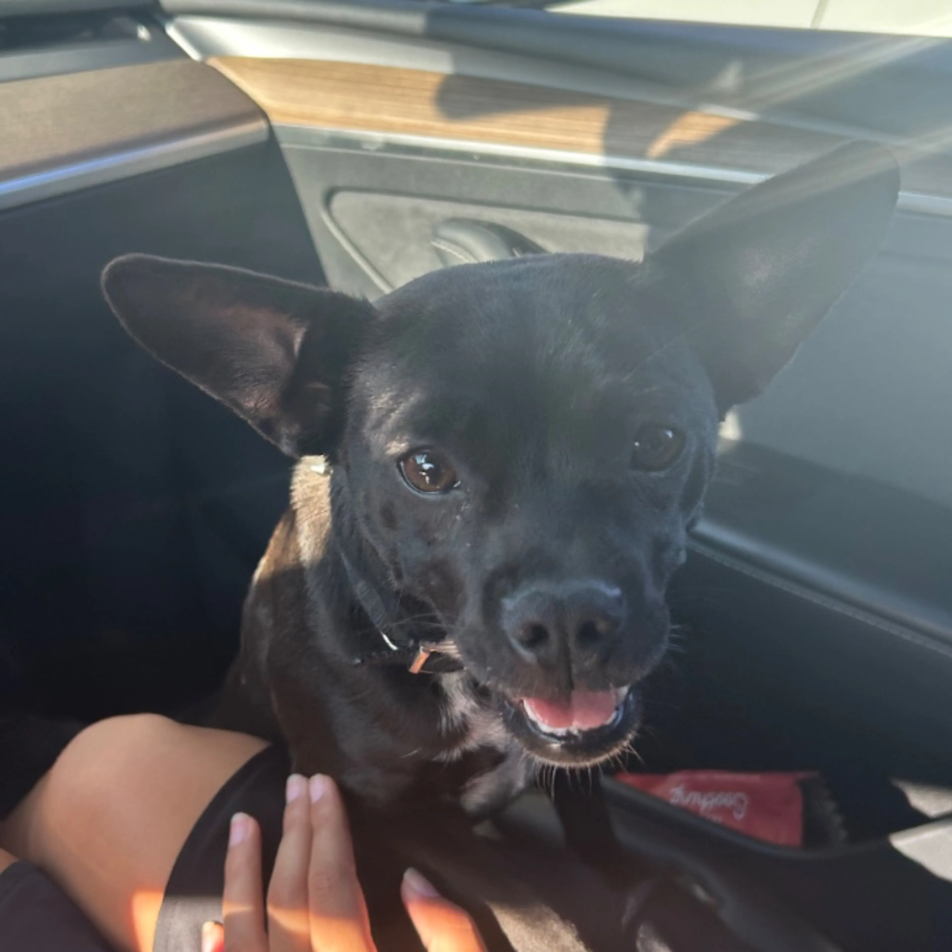 Found pet