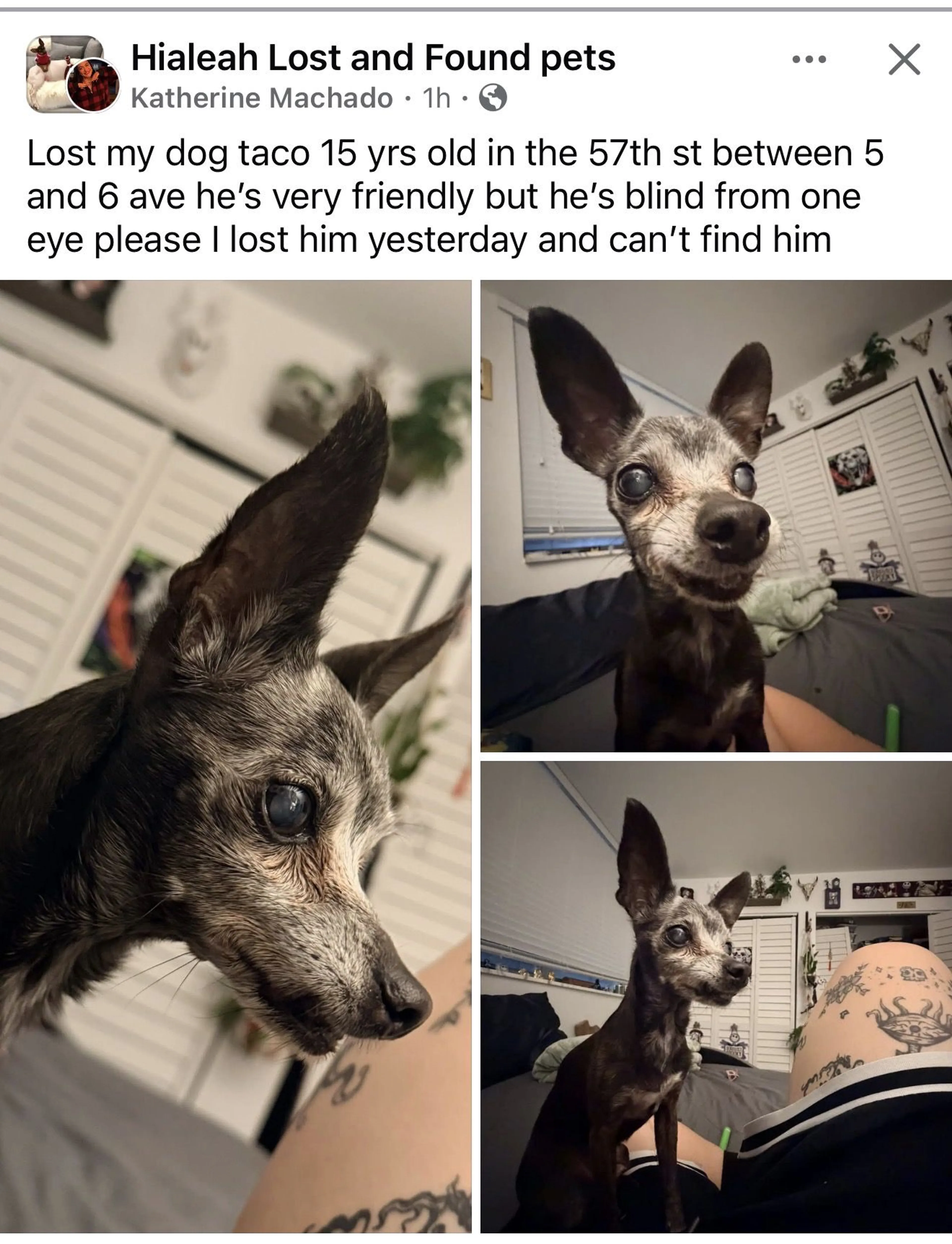 Lost pet