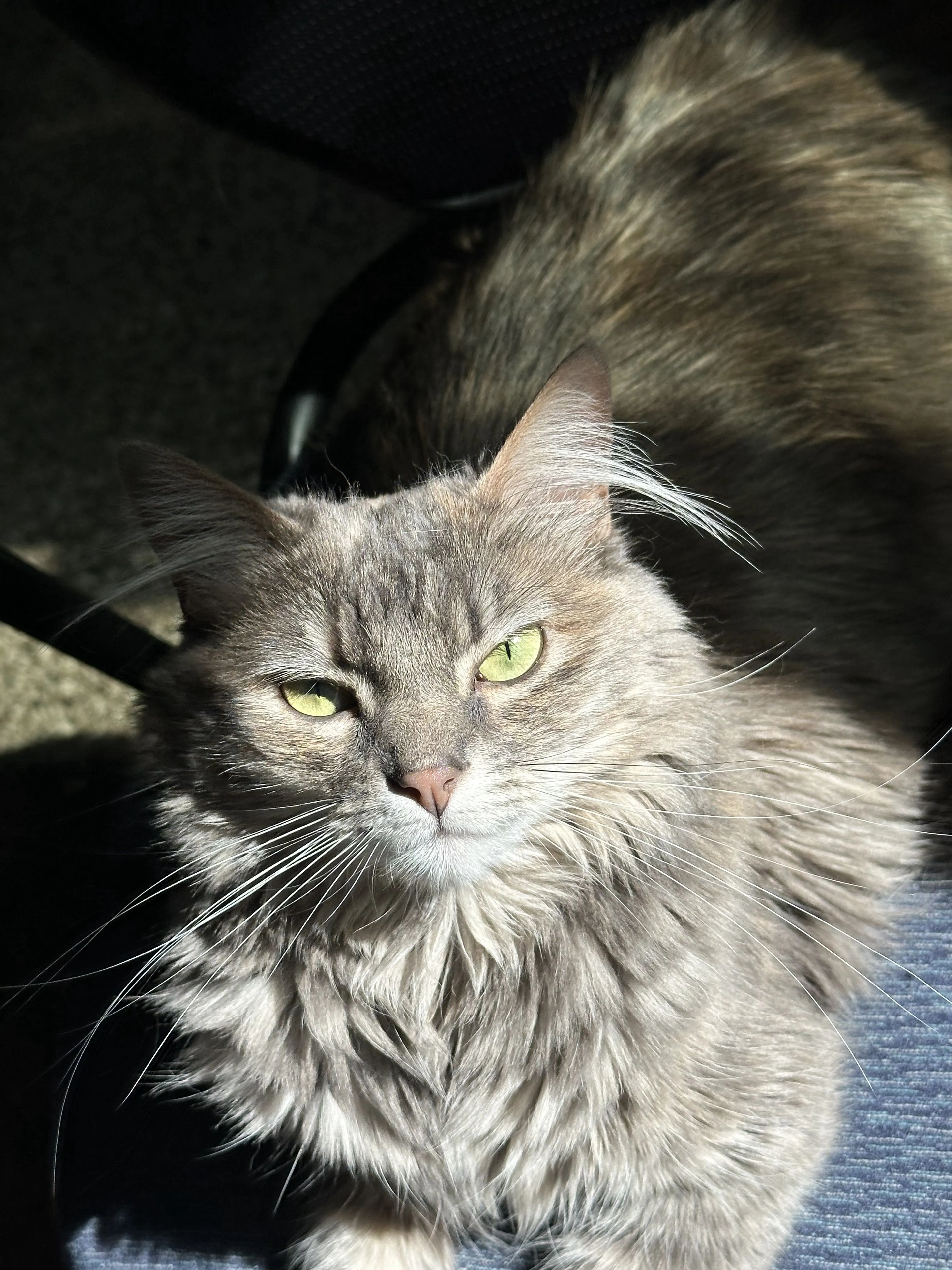Lost pet-3