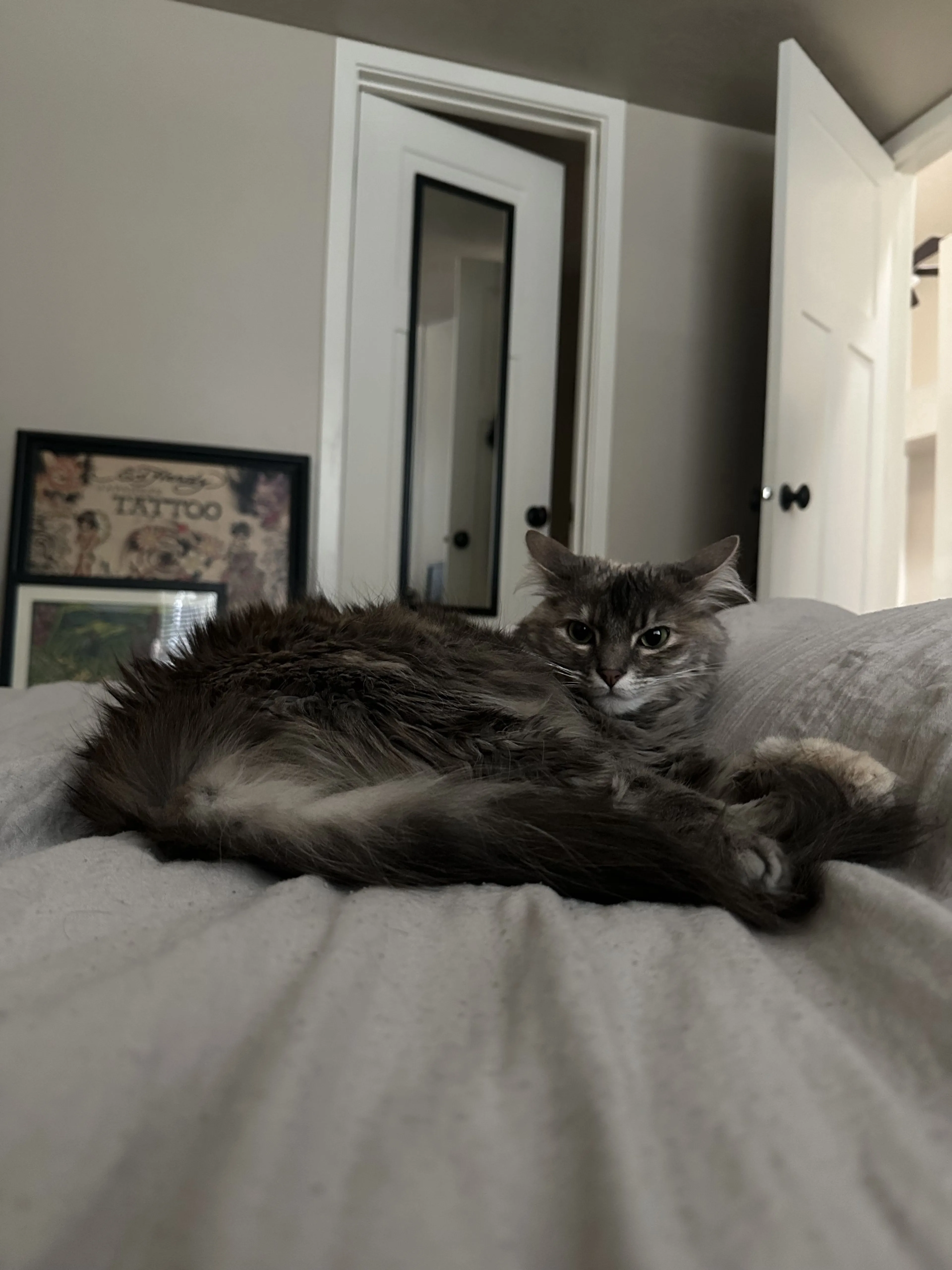 Lost pet-2