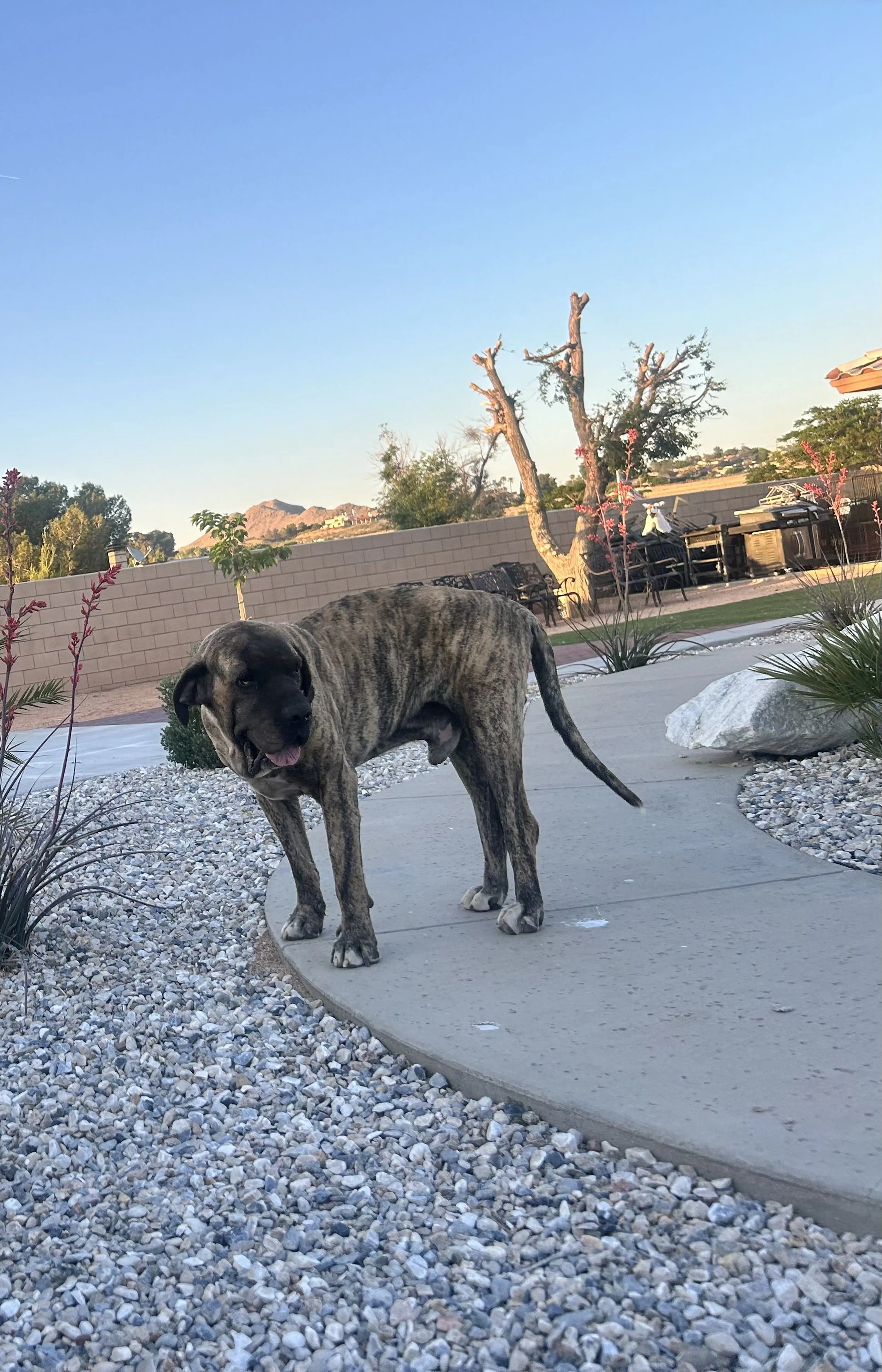 Lost pet-0