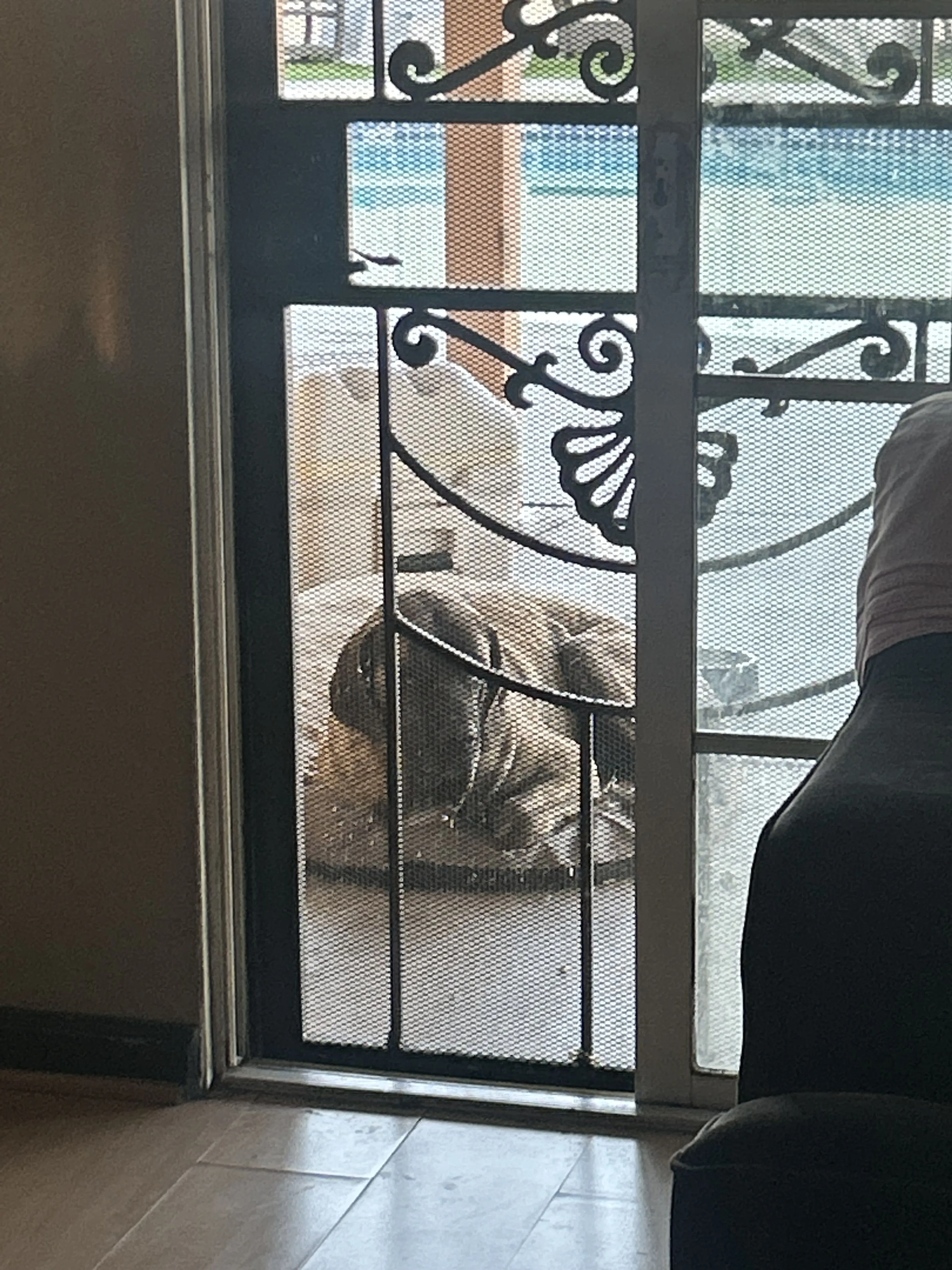 Lost pet-1