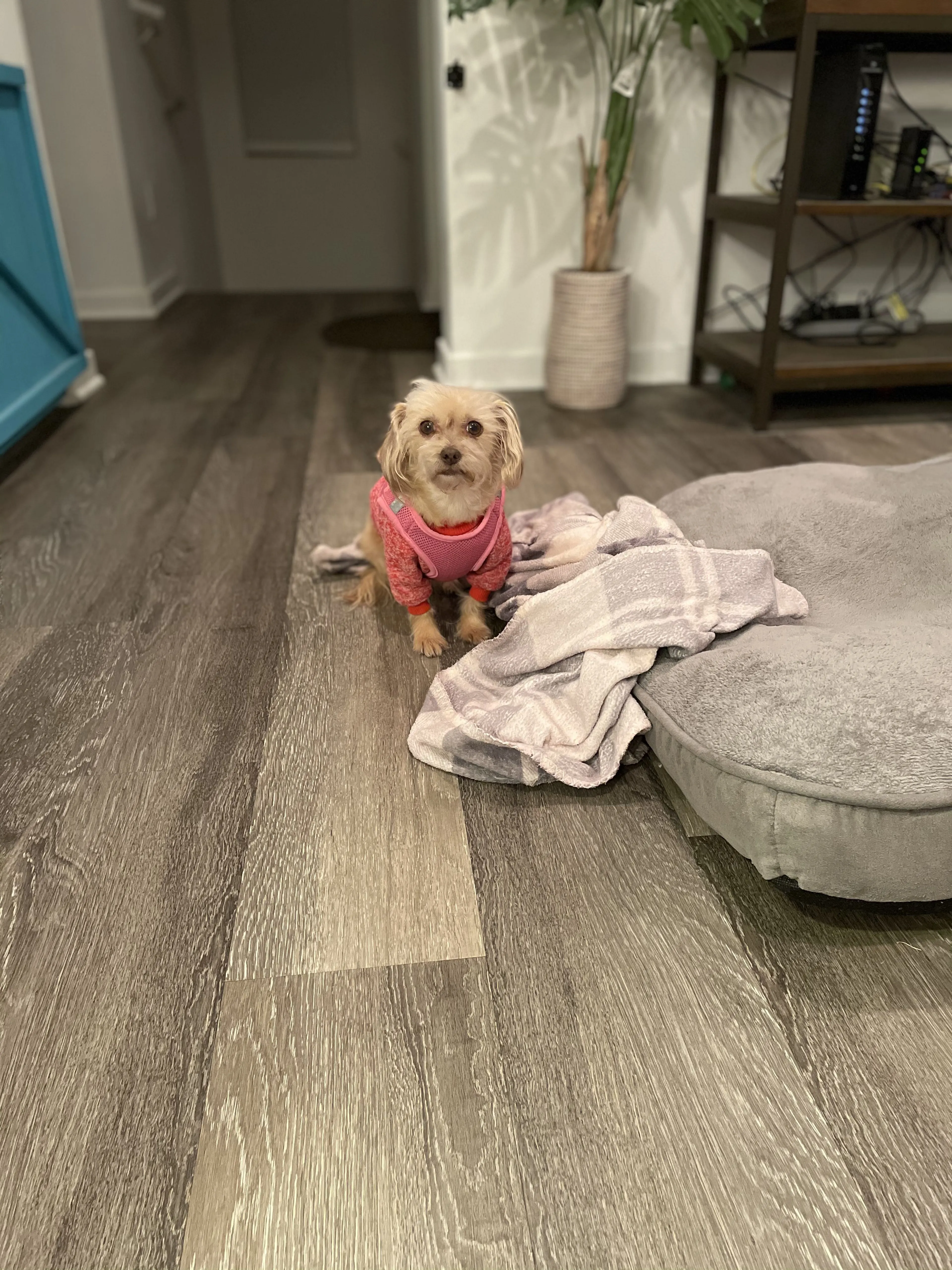 Lost pet-1