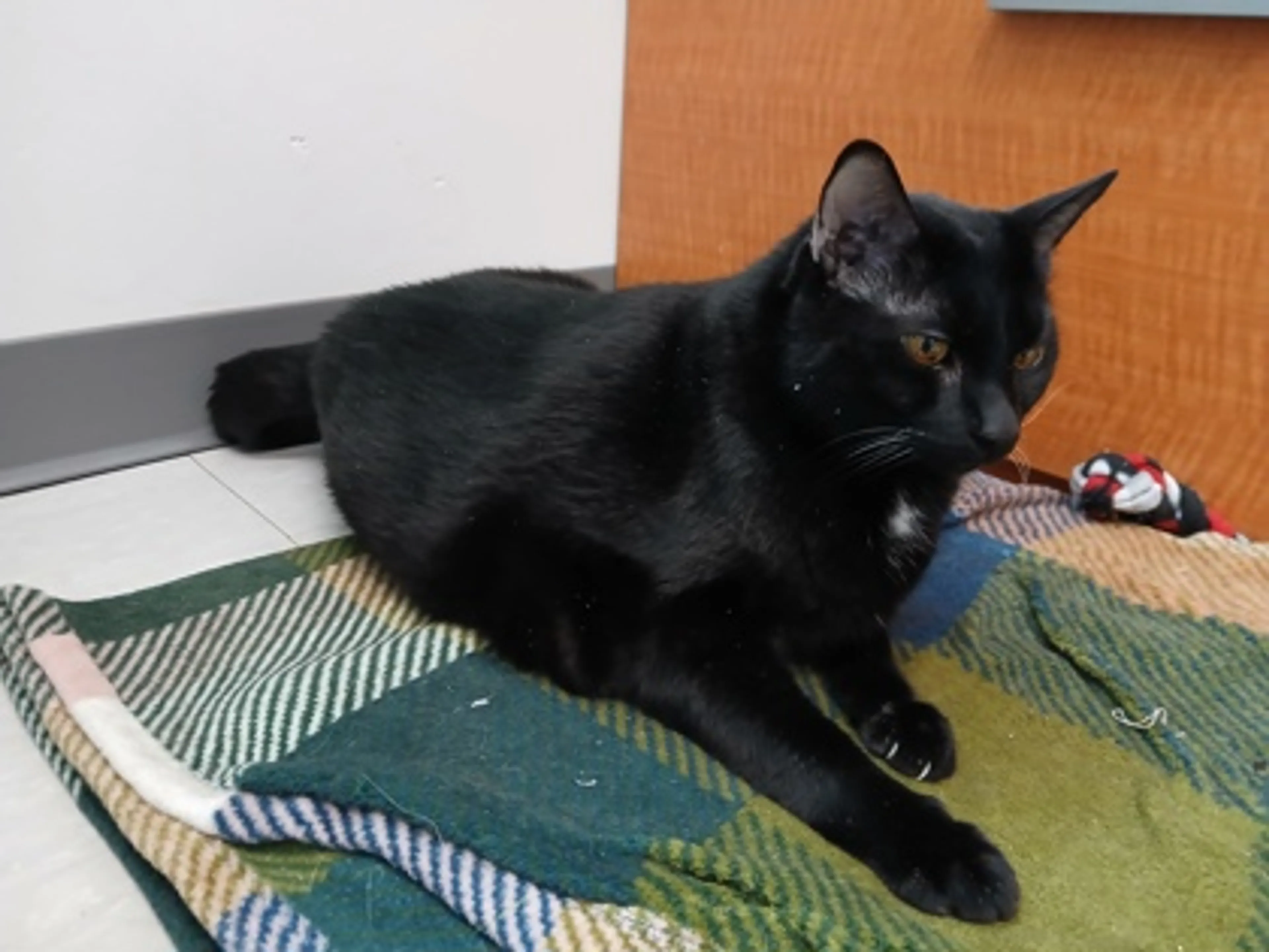 Found pet-1