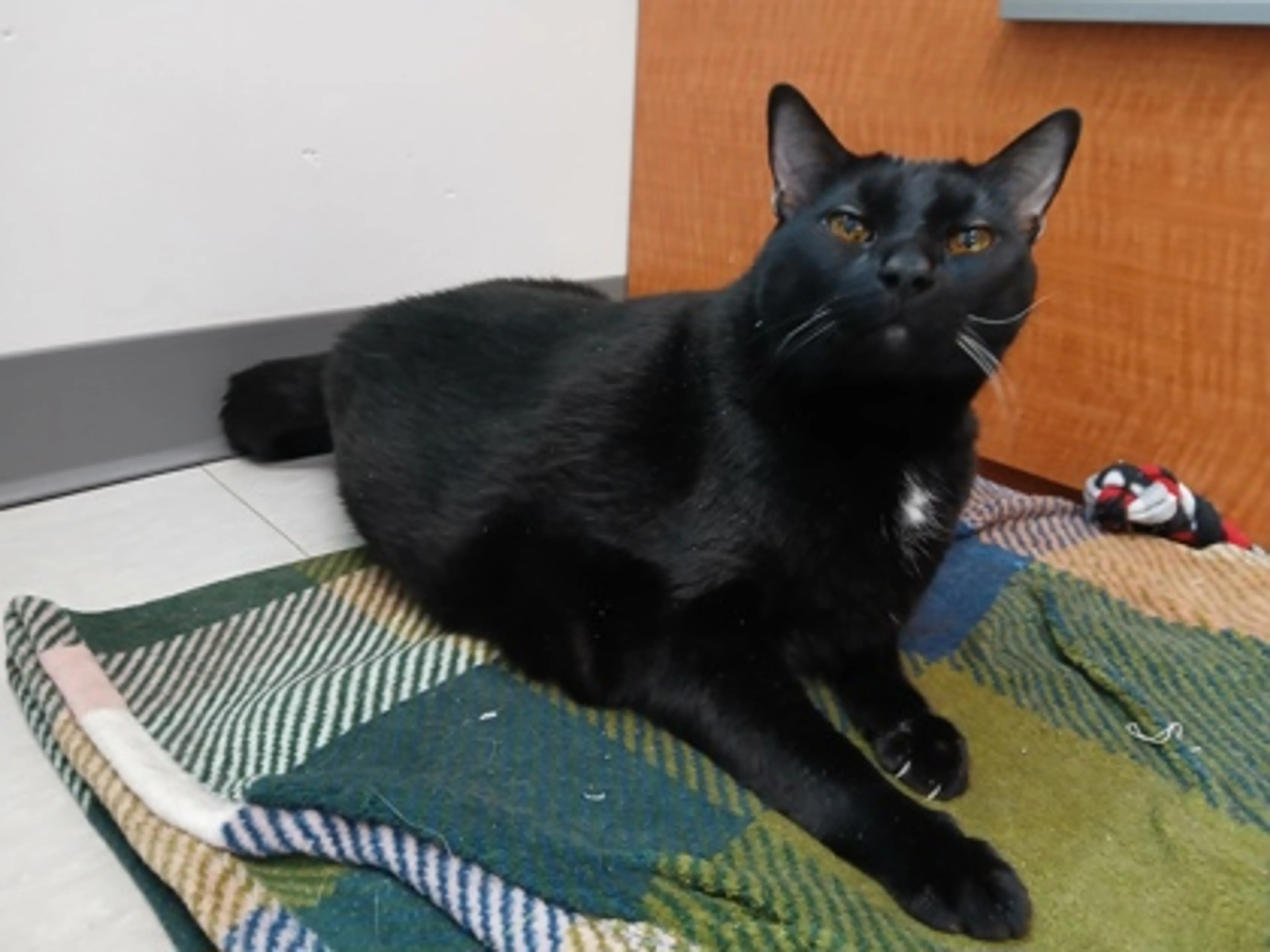 Found pet-2