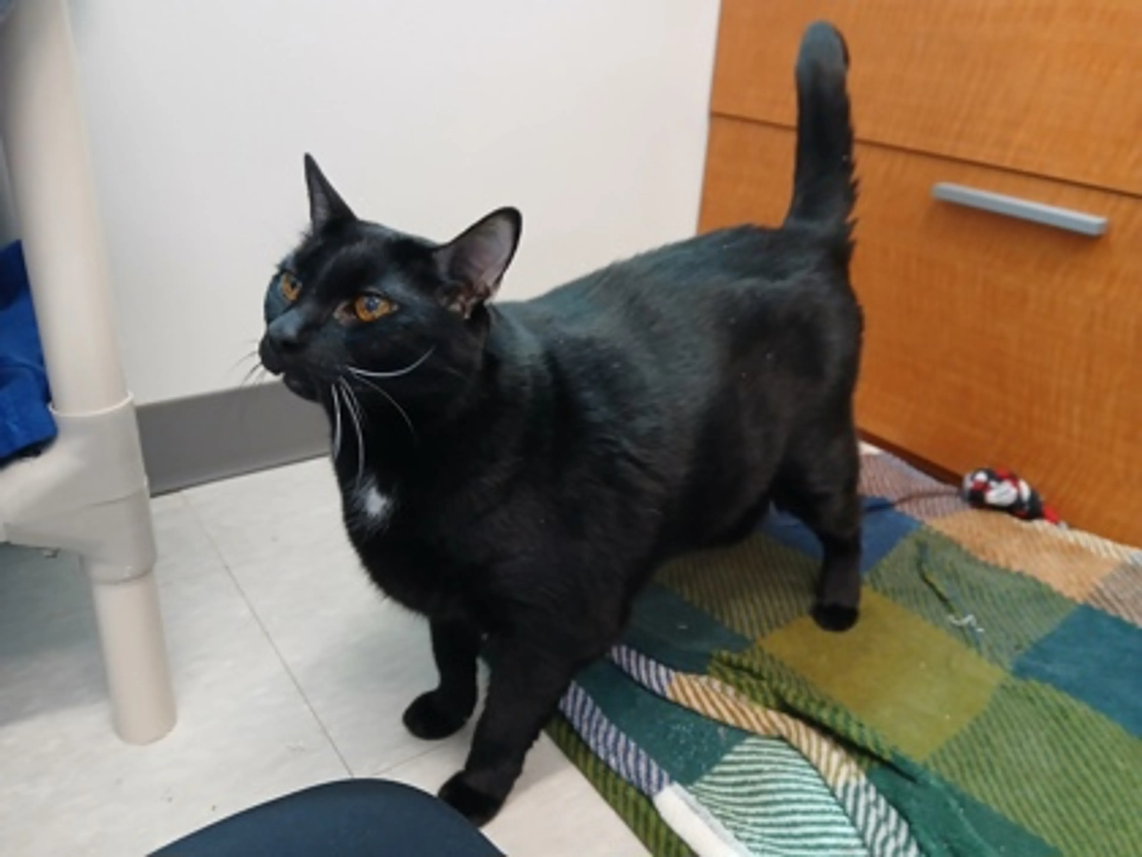 Found pet-0