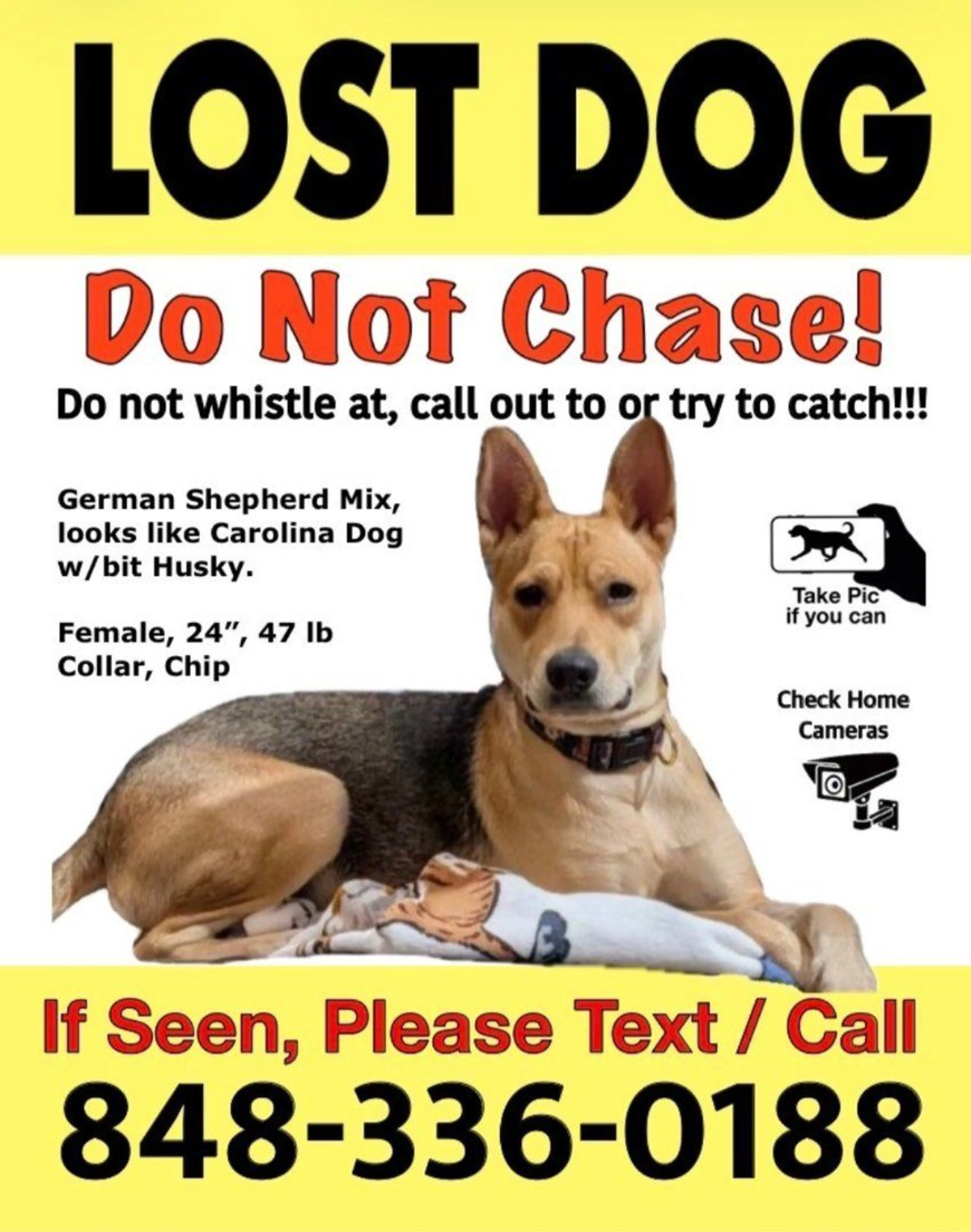 Lost pet-0