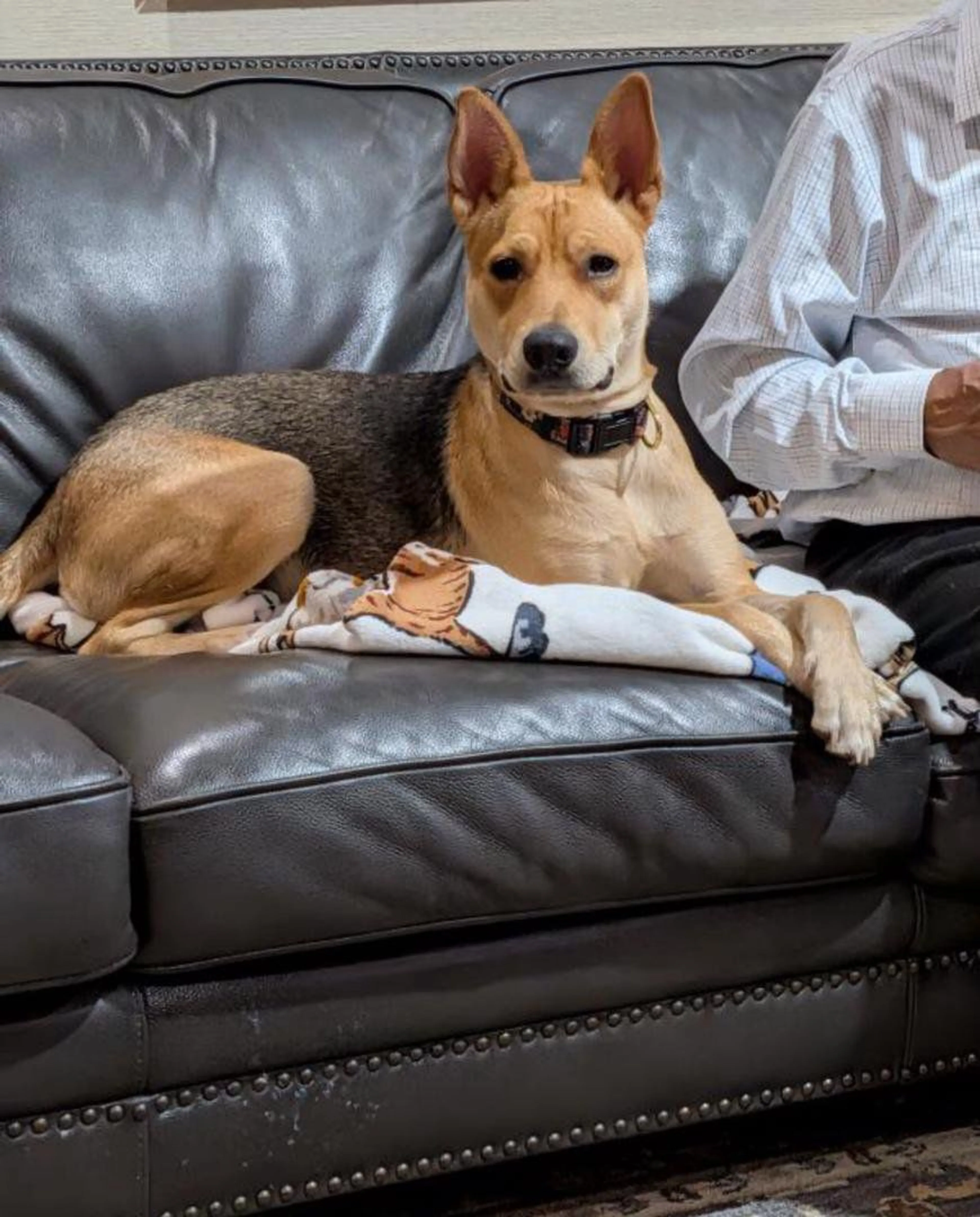 Lost pet-1