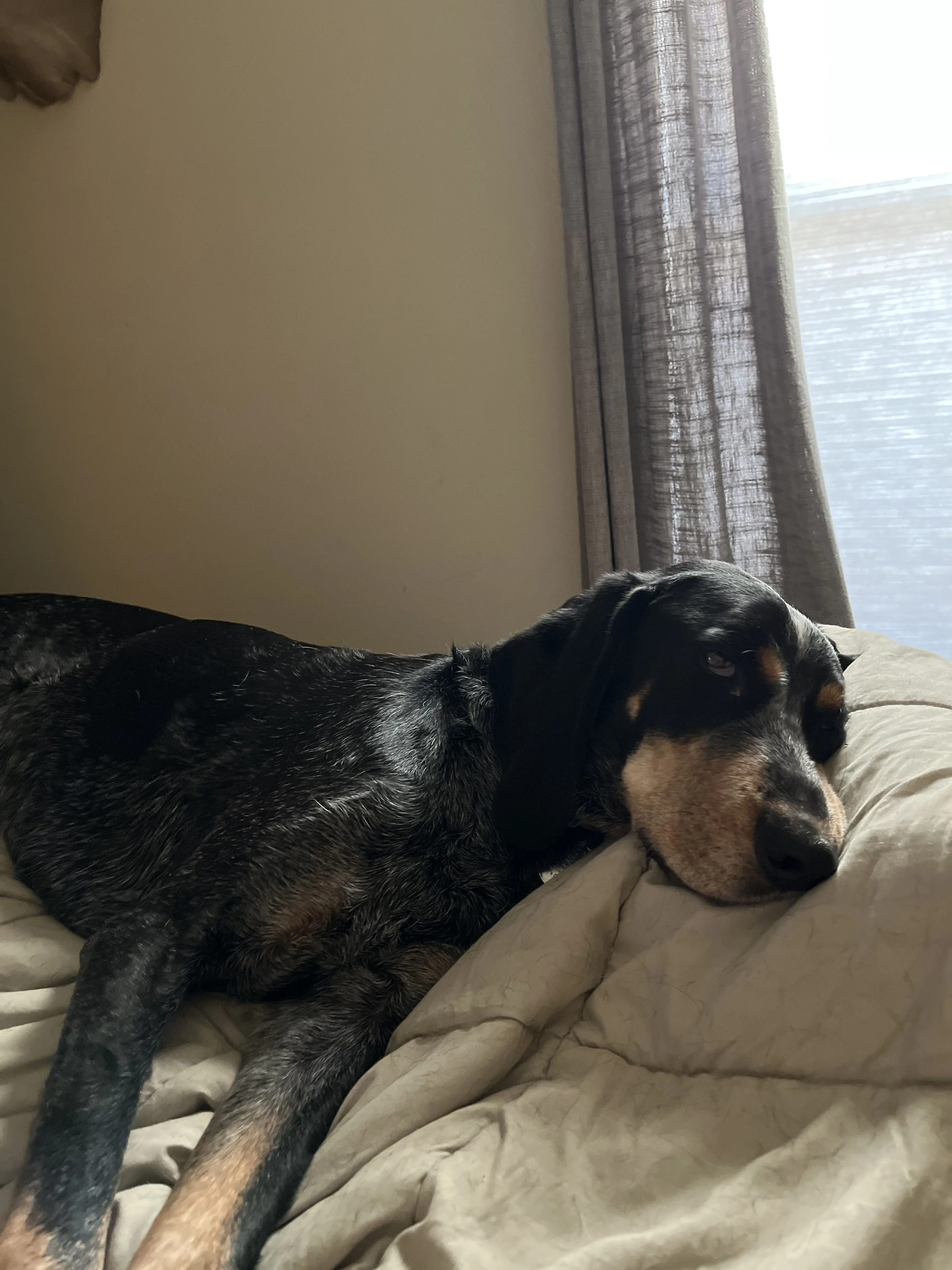 Lost pet-1