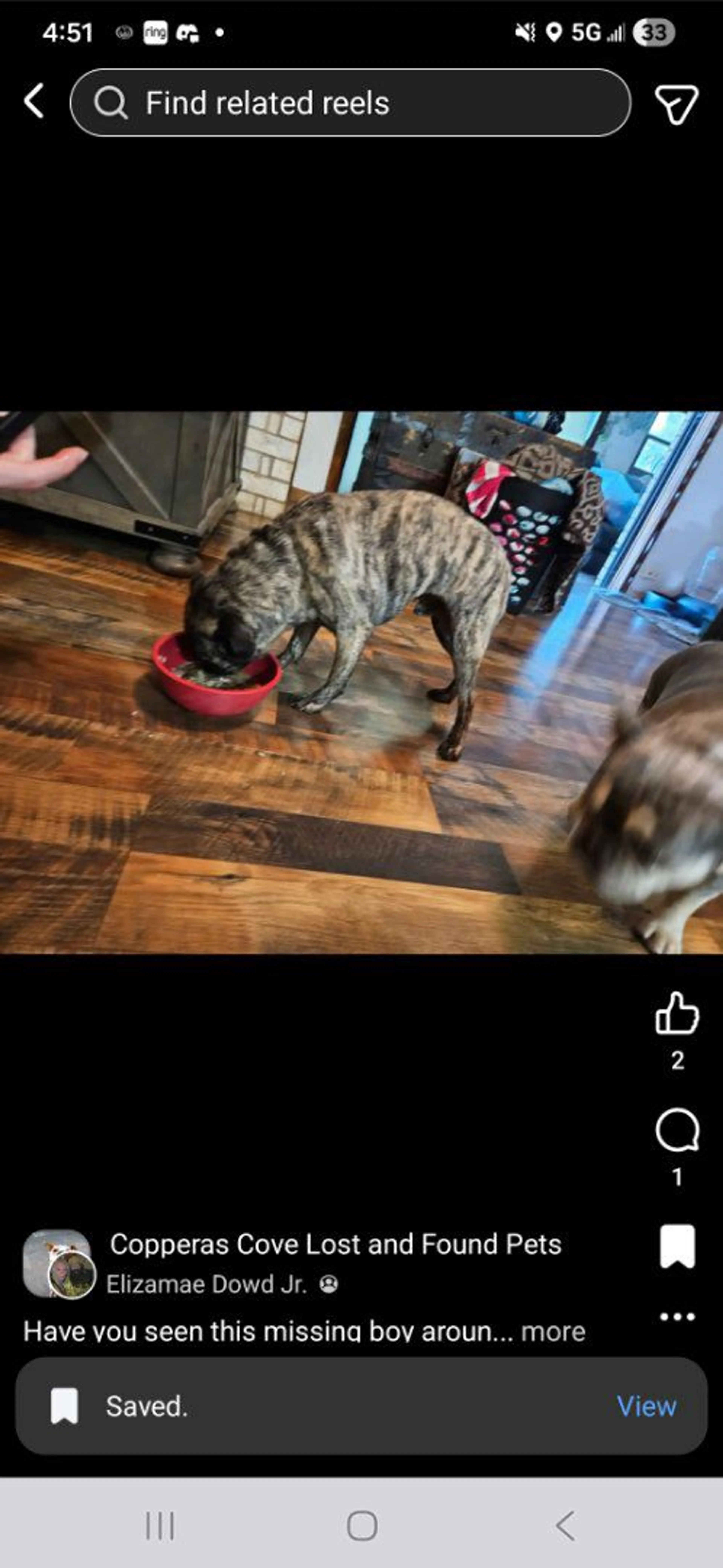 Lost pet