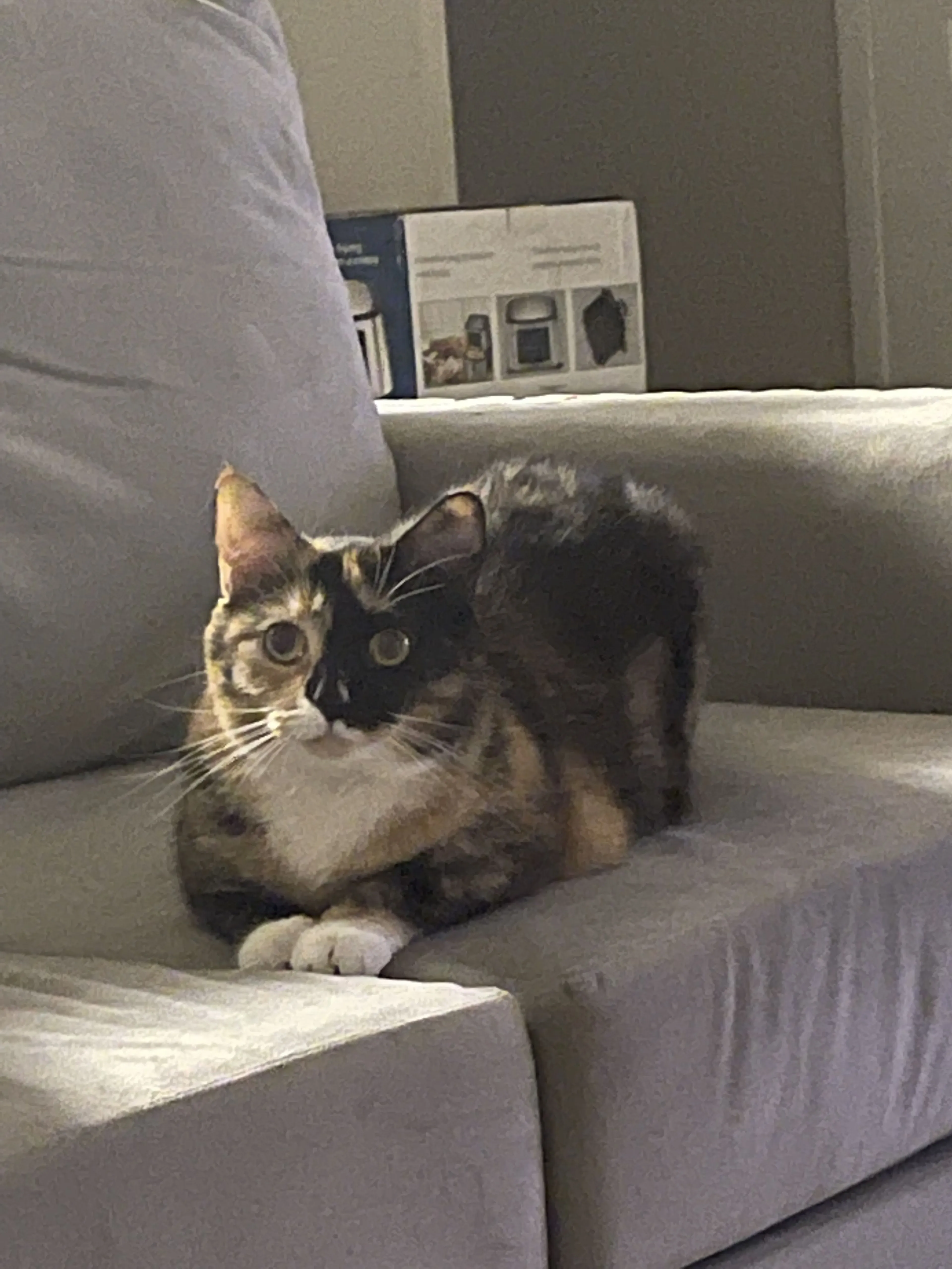Lost pet-1