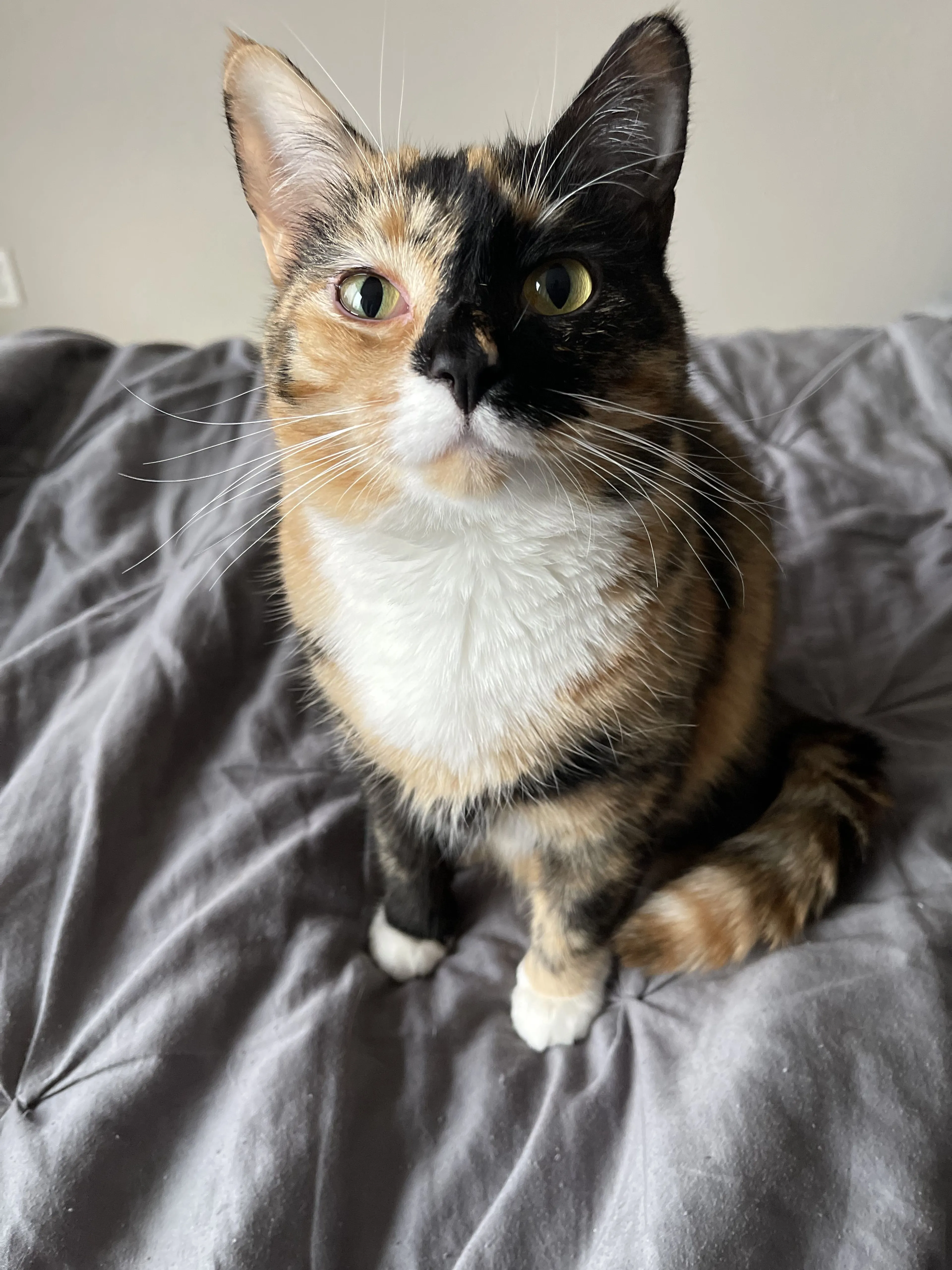 Lost pet-0