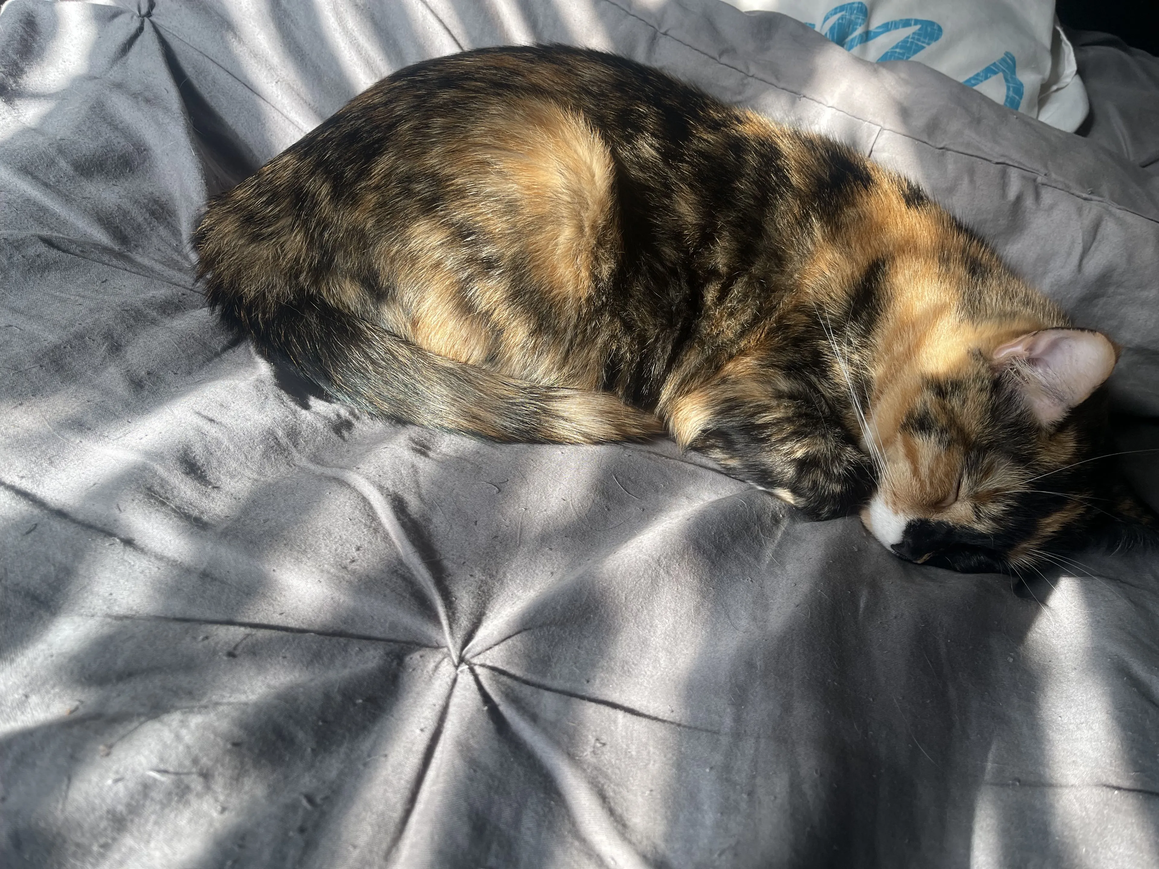 Lost pet-2
