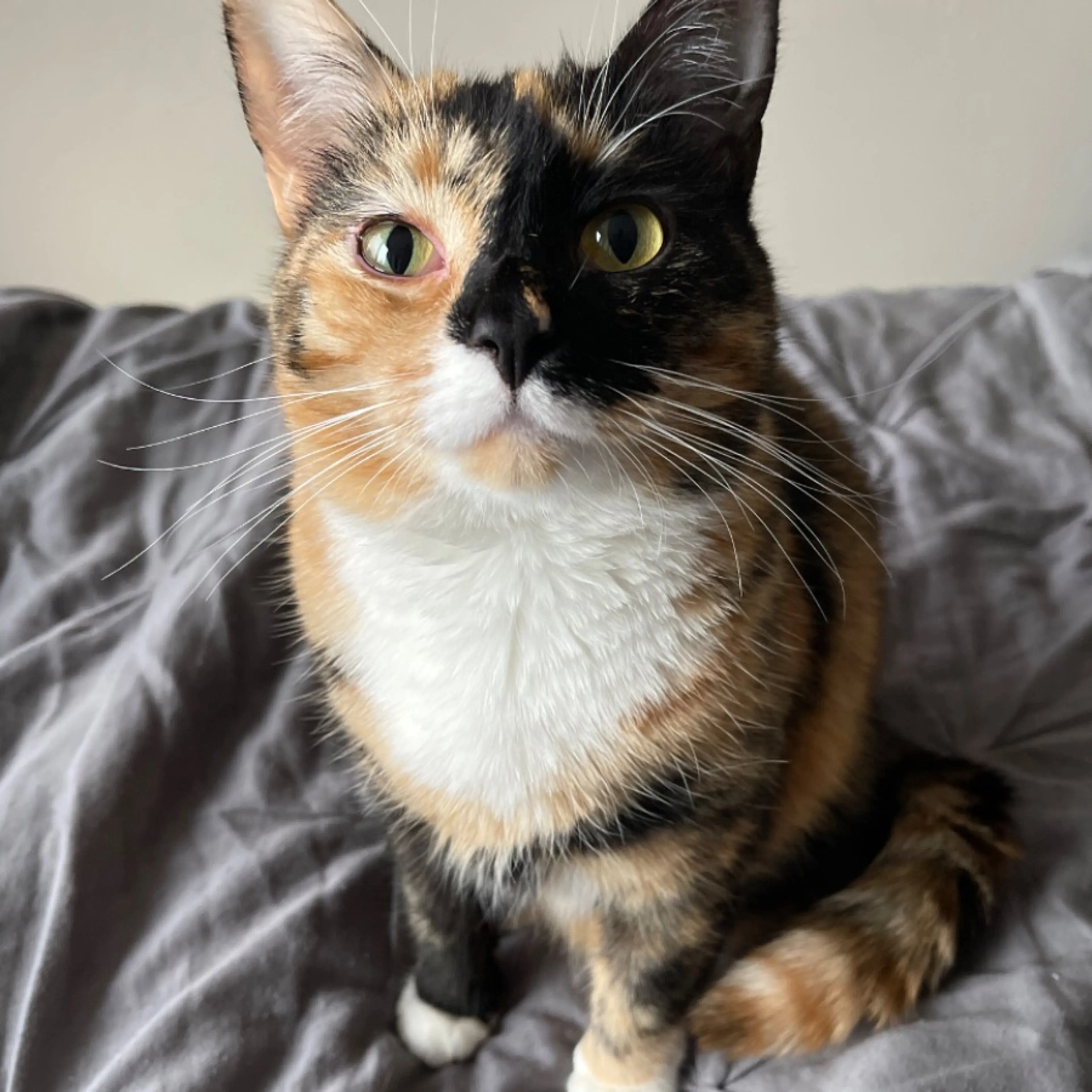 Lost pet