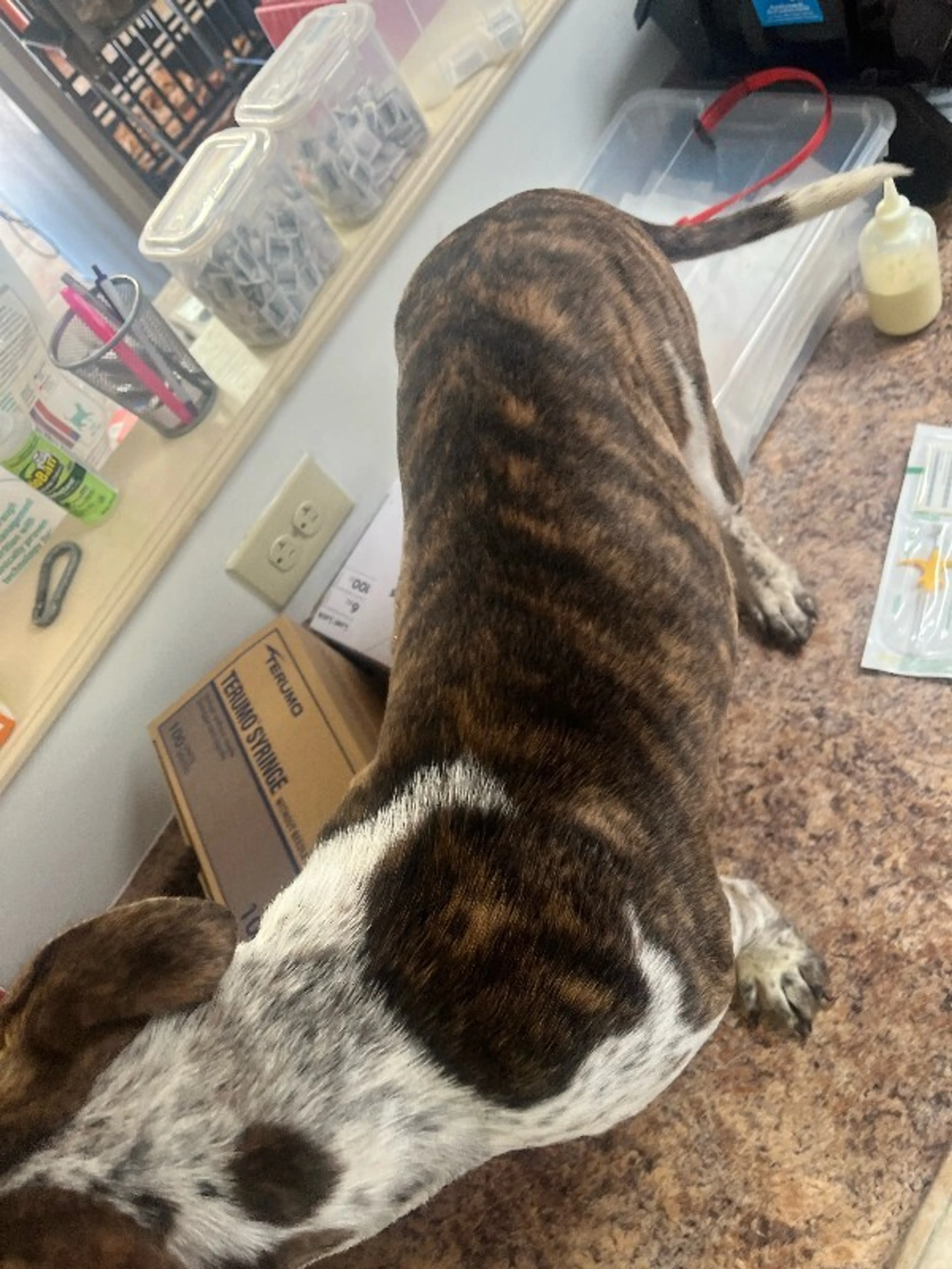 Found pet-3