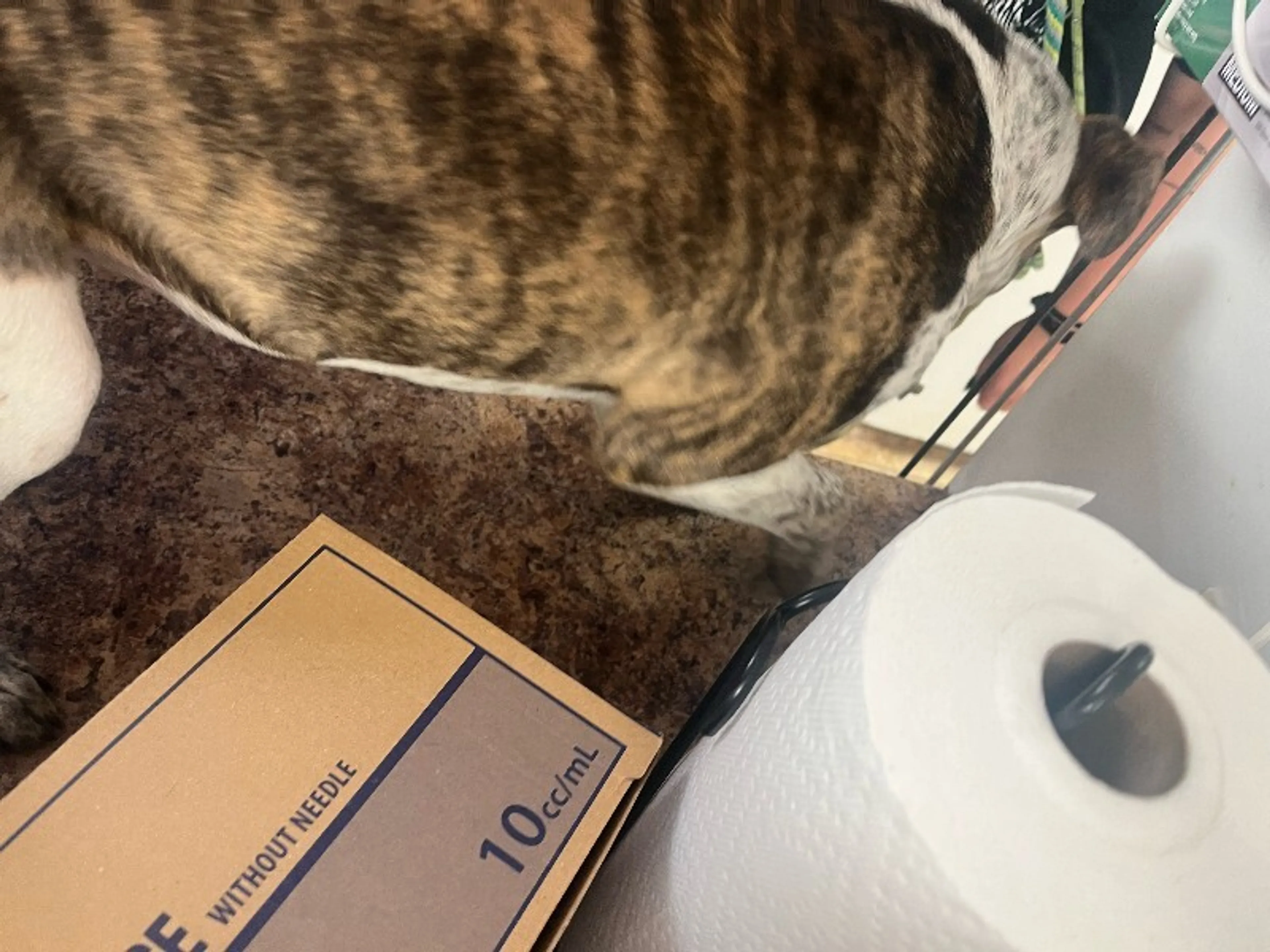 Found pet-1