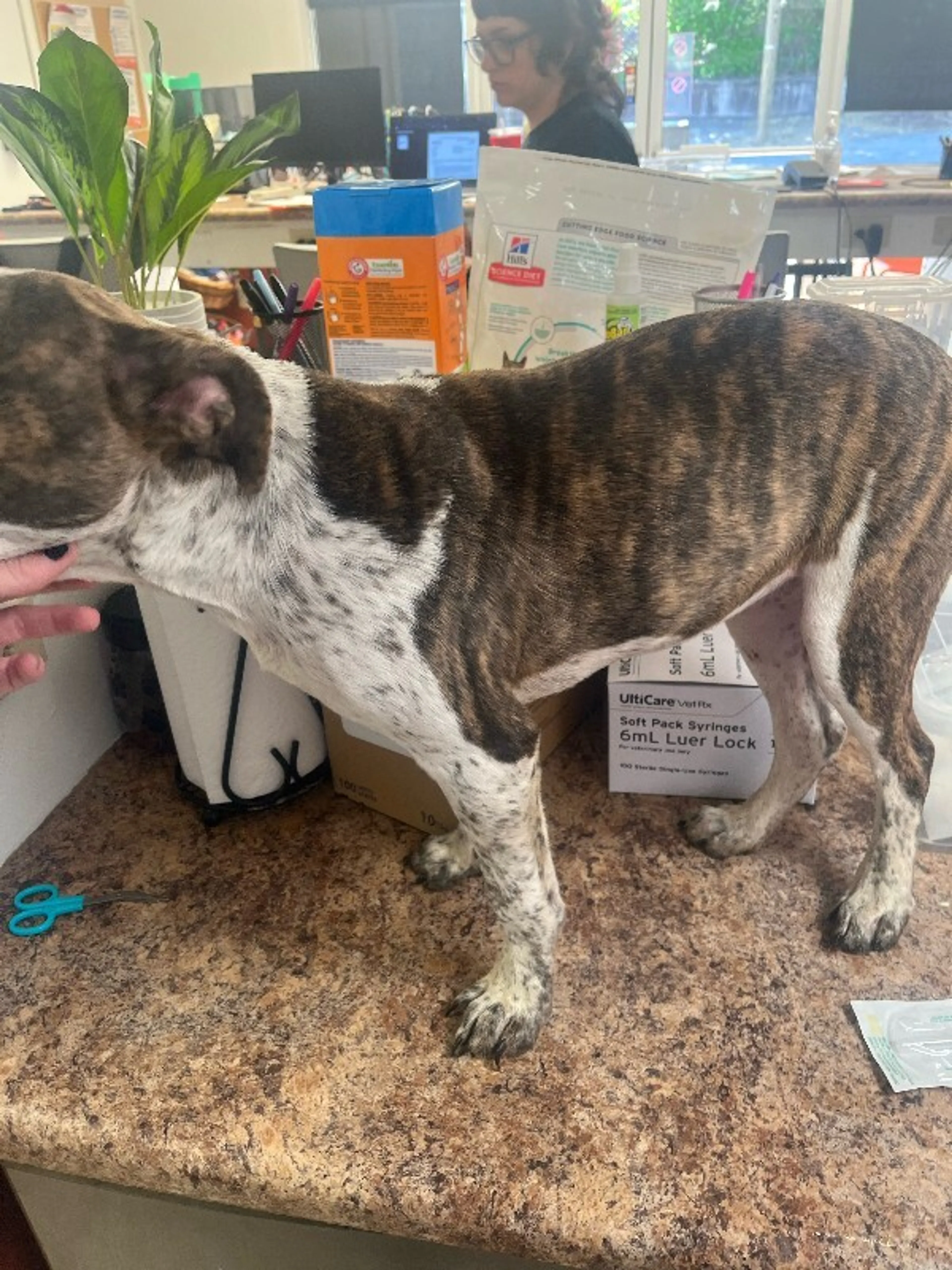 Found pet-2