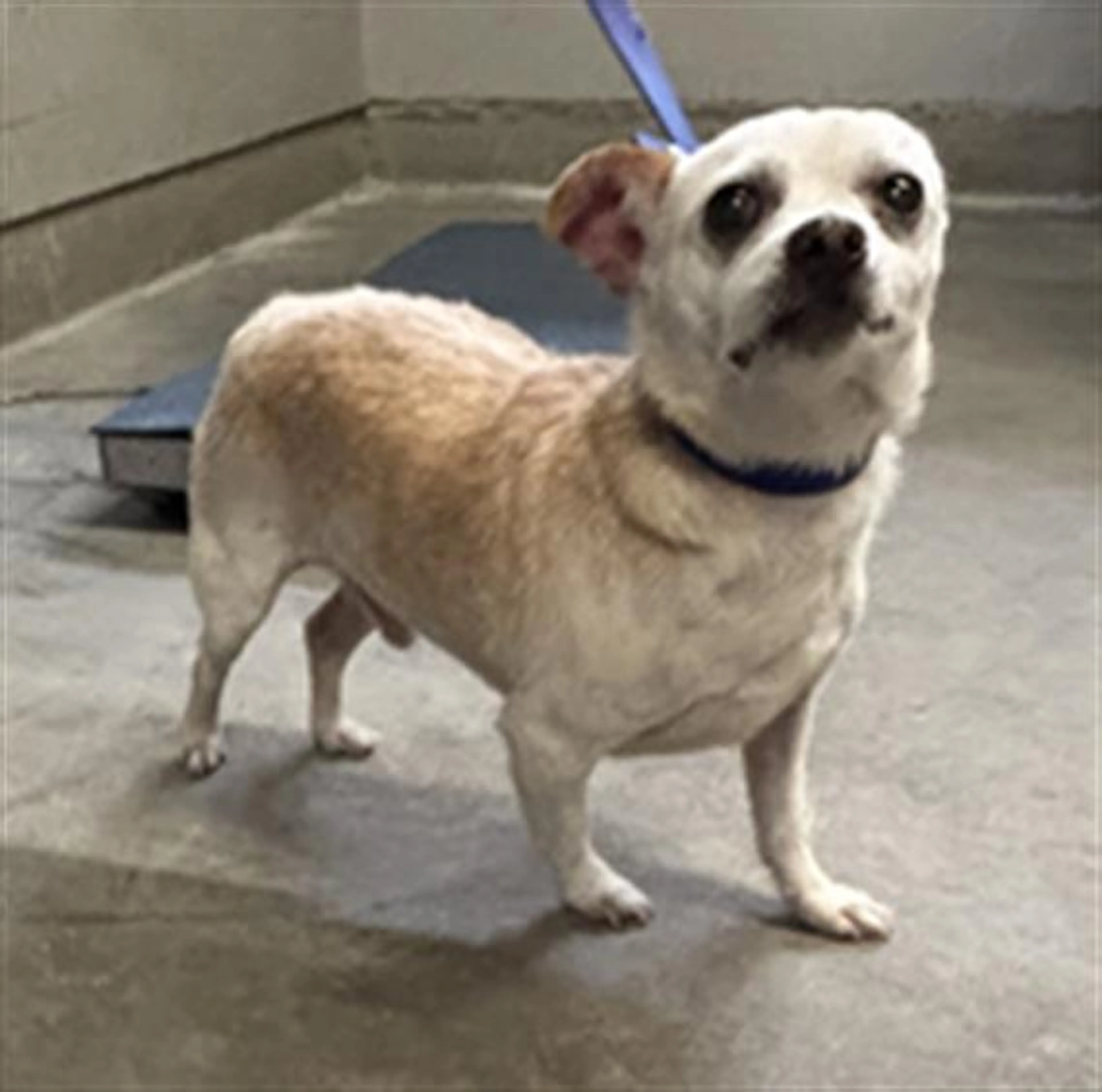 Found pet