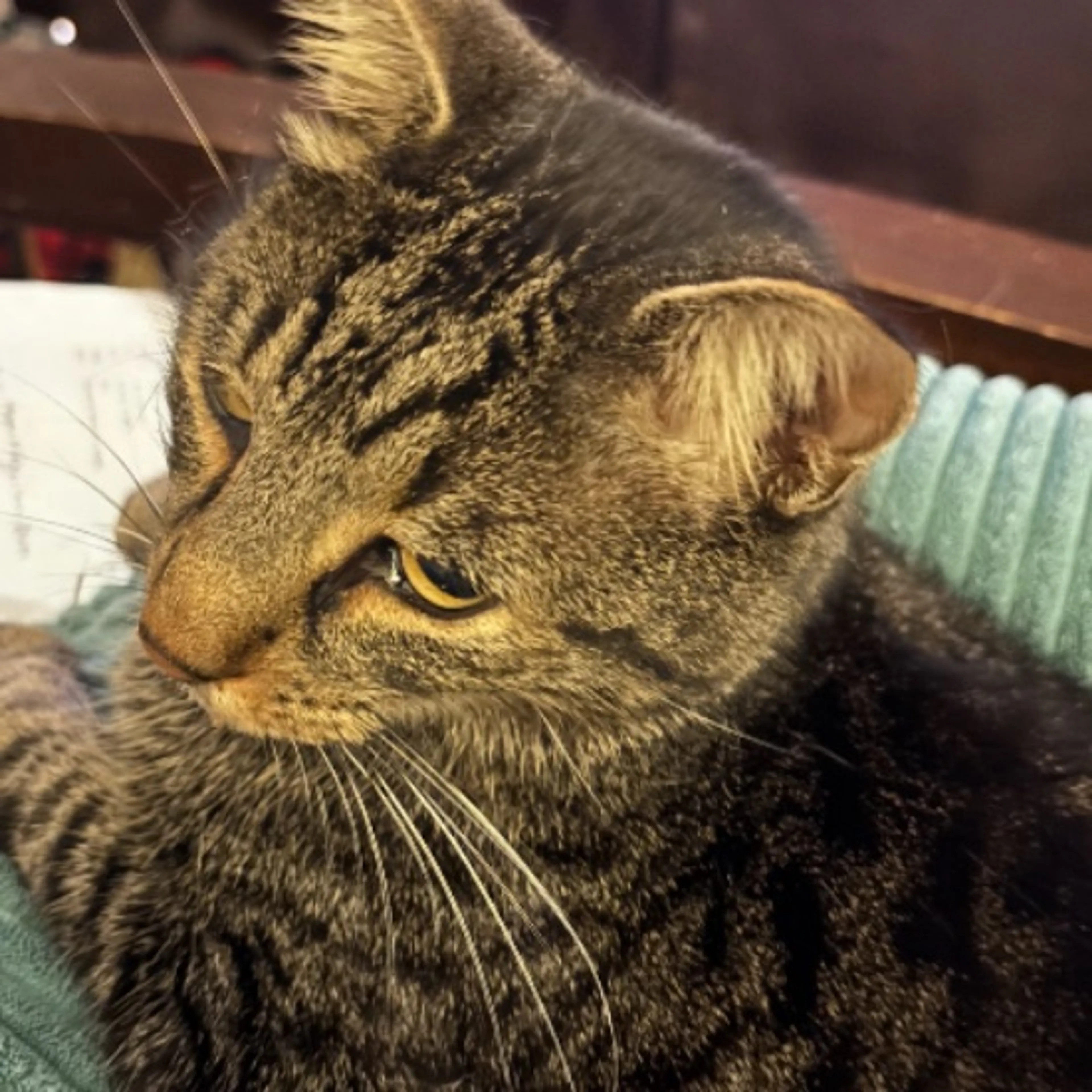 Lost pet