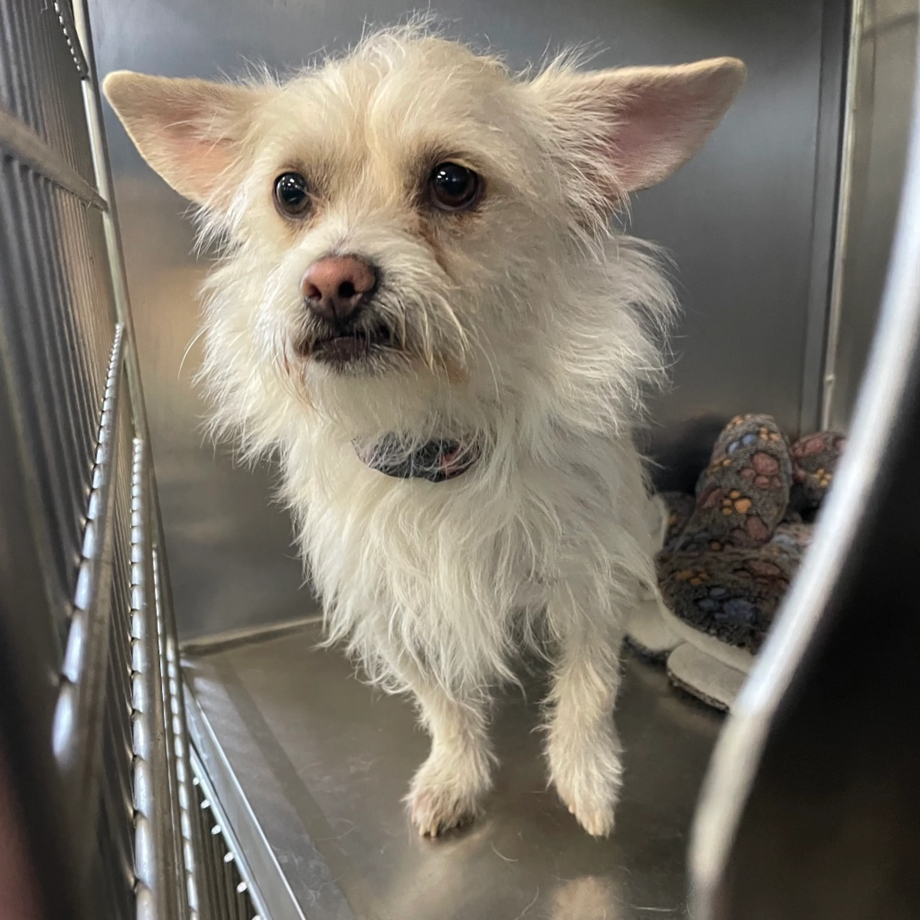 Found pet-1