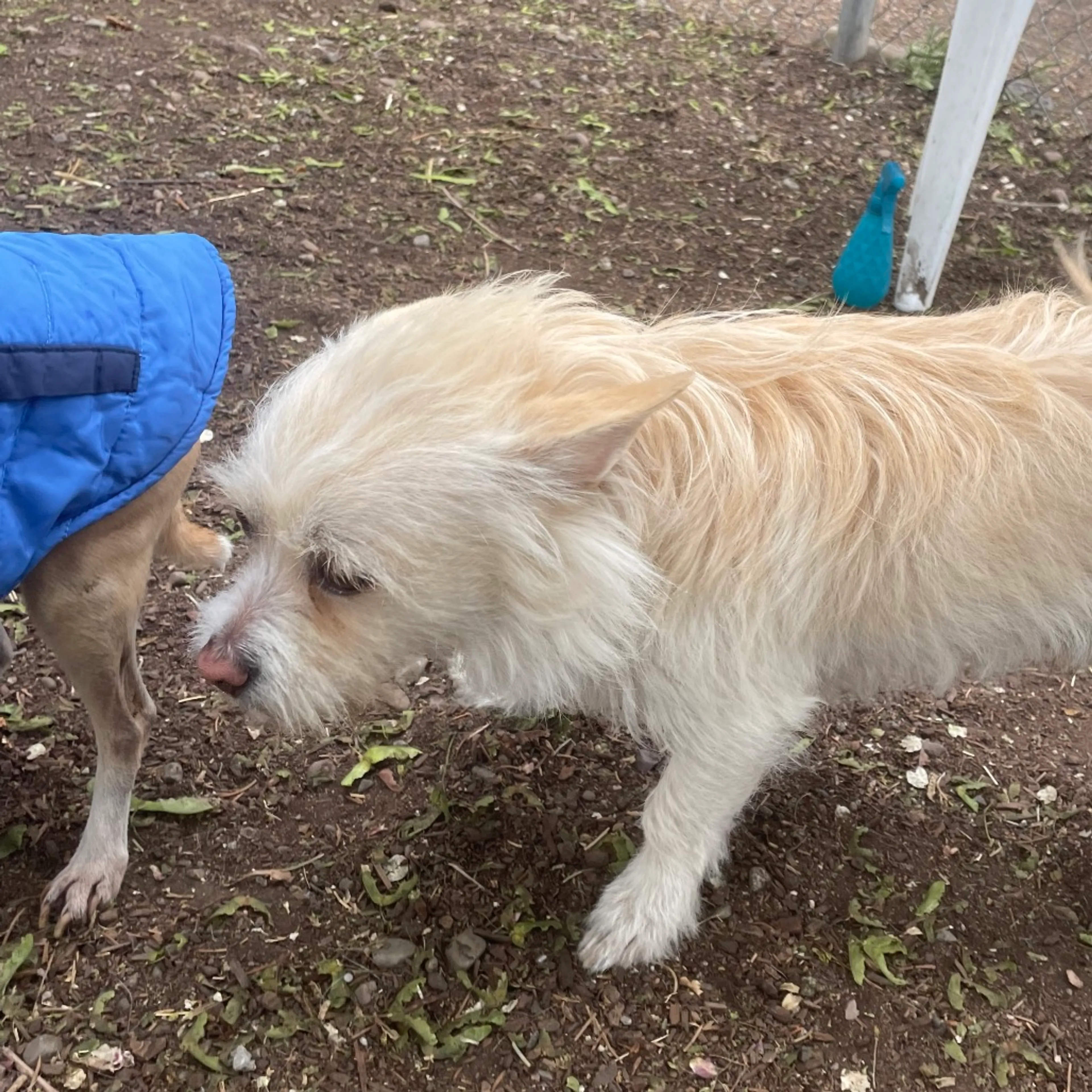 Found pet-3
